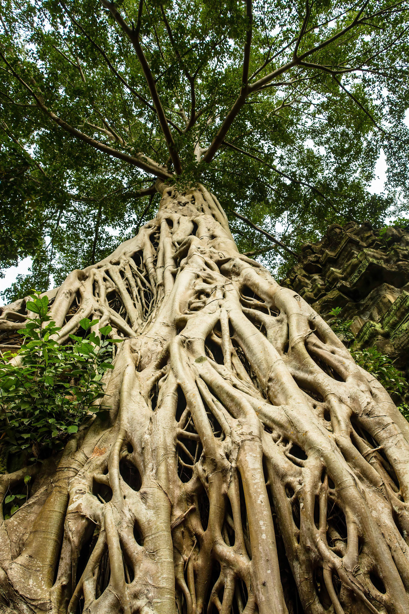 Ta Prohm Temple - ប្រាសាទ តាព្រហ្ម