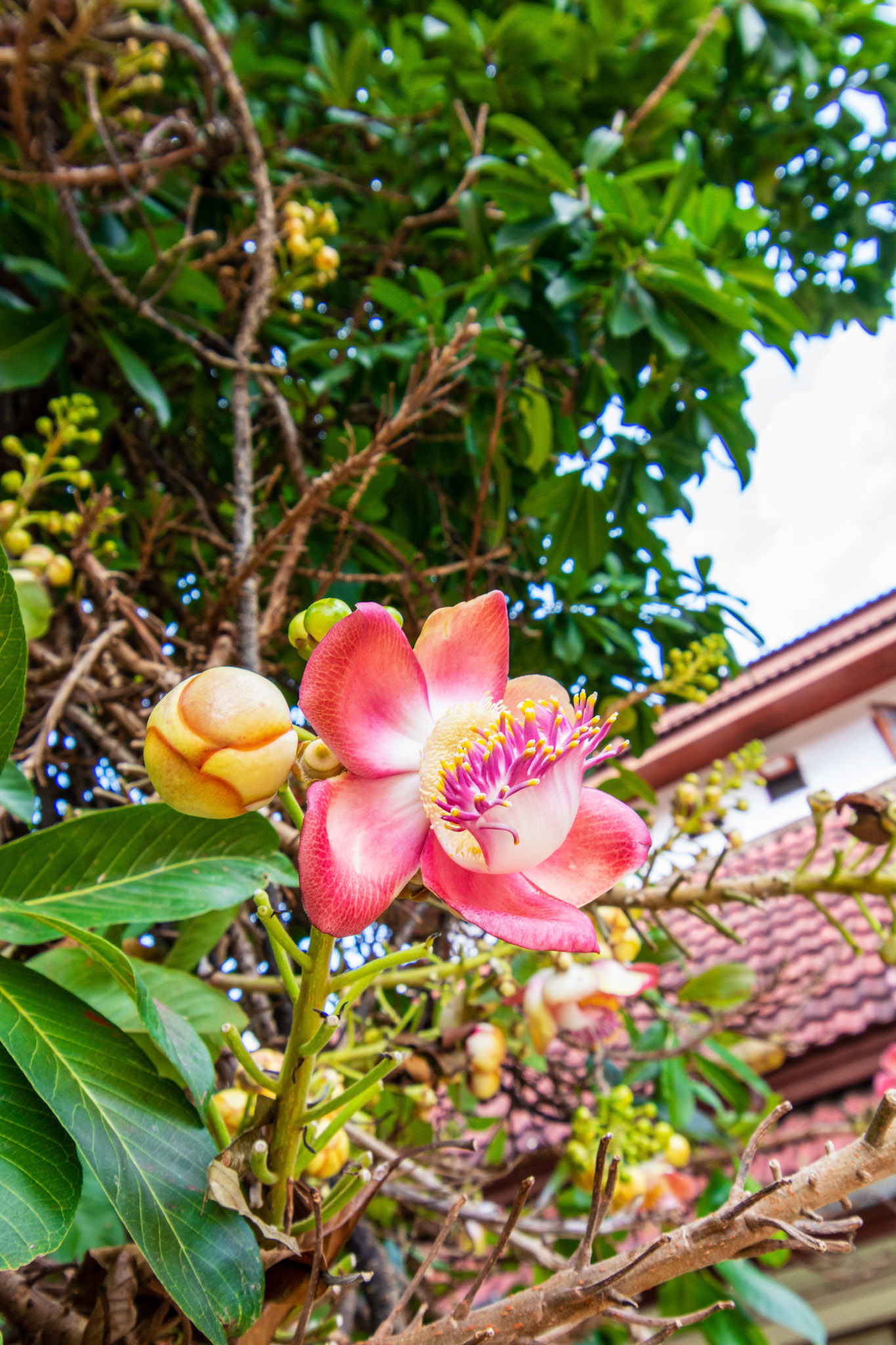 Cannonball tree