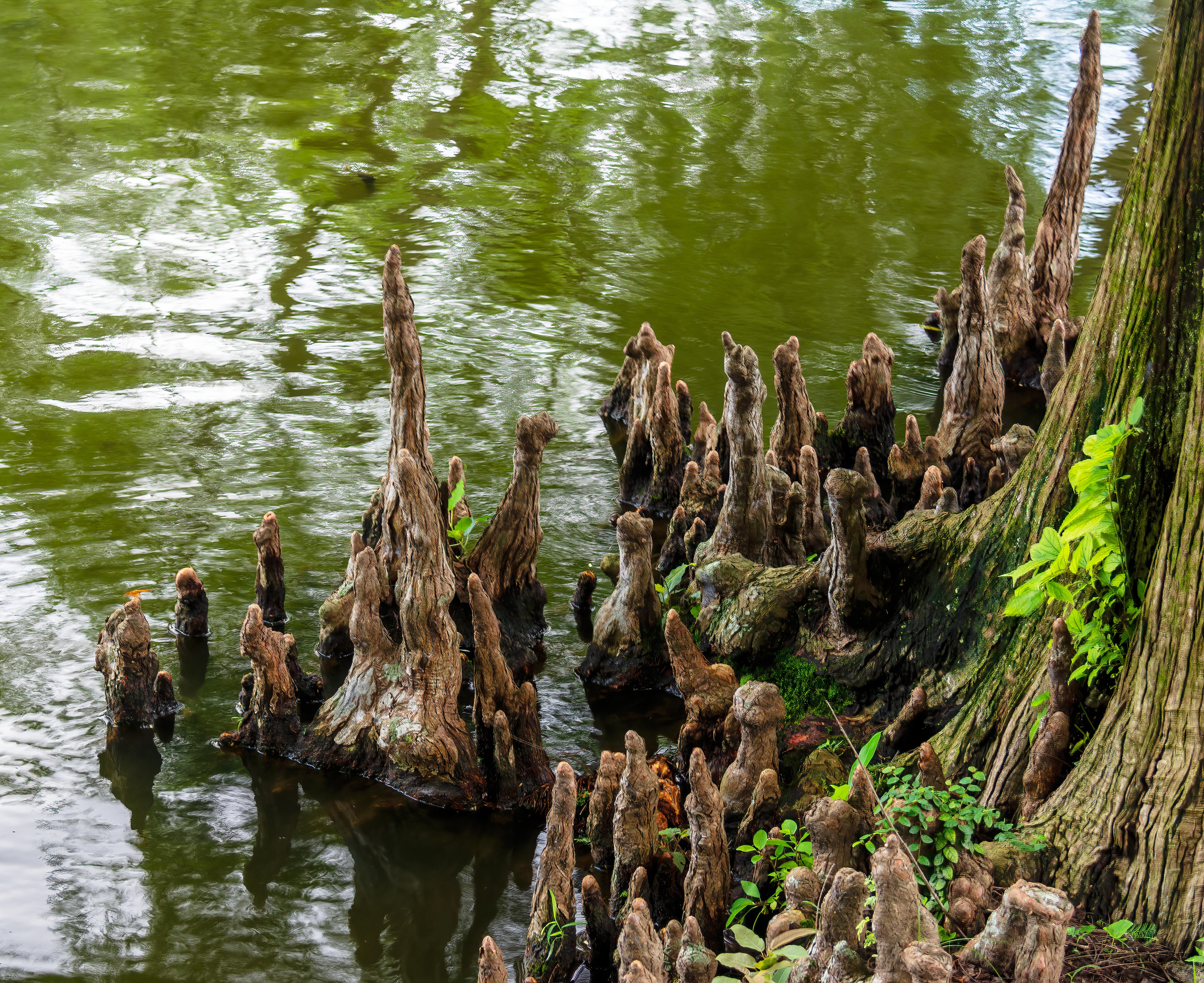 Taxodium distichum (L.) Rich., Bald cypress, Bụt Mọc