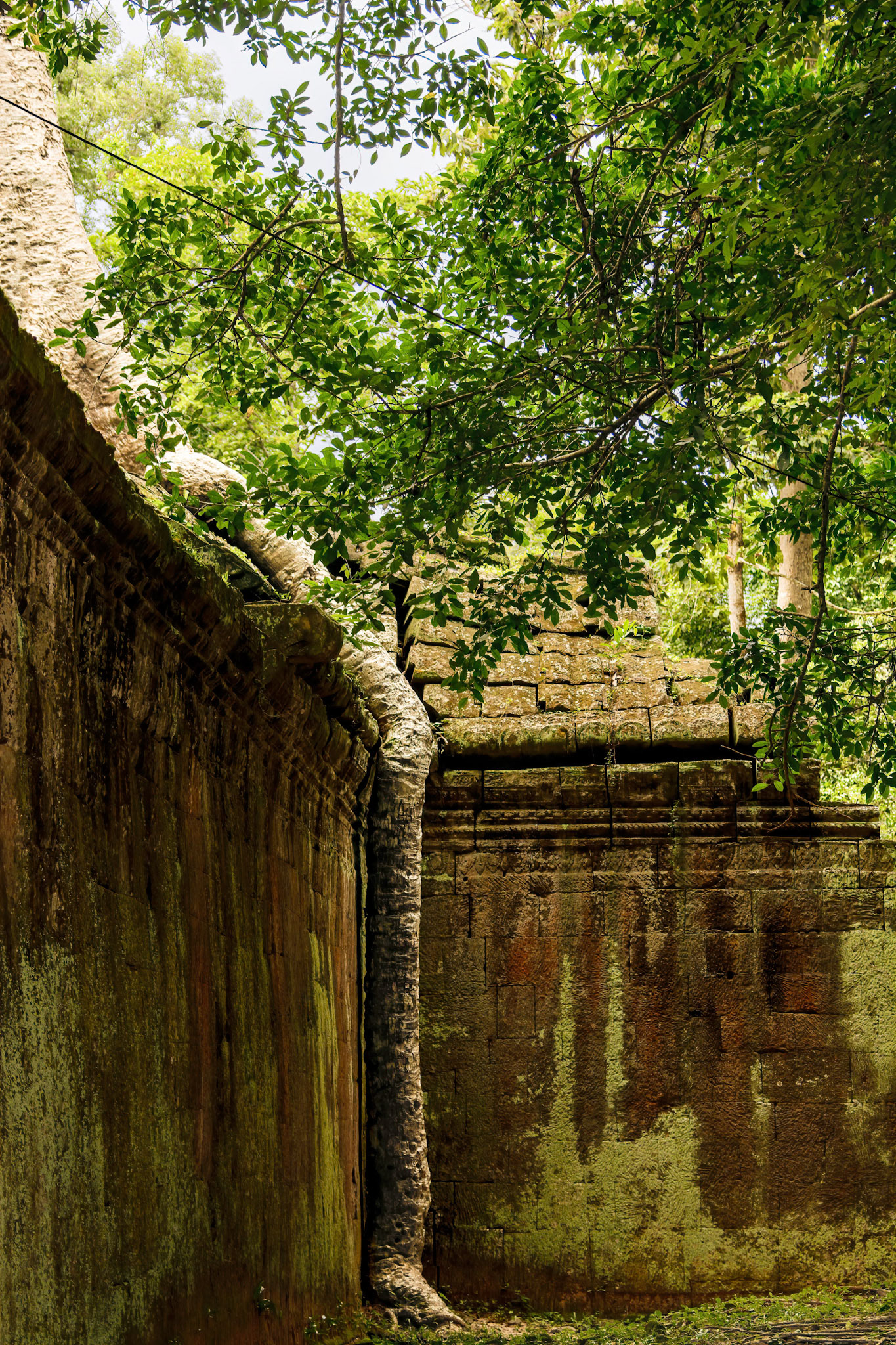 Ta Prohm Temple - ប្រាសាទ តាព្រហ្ម
