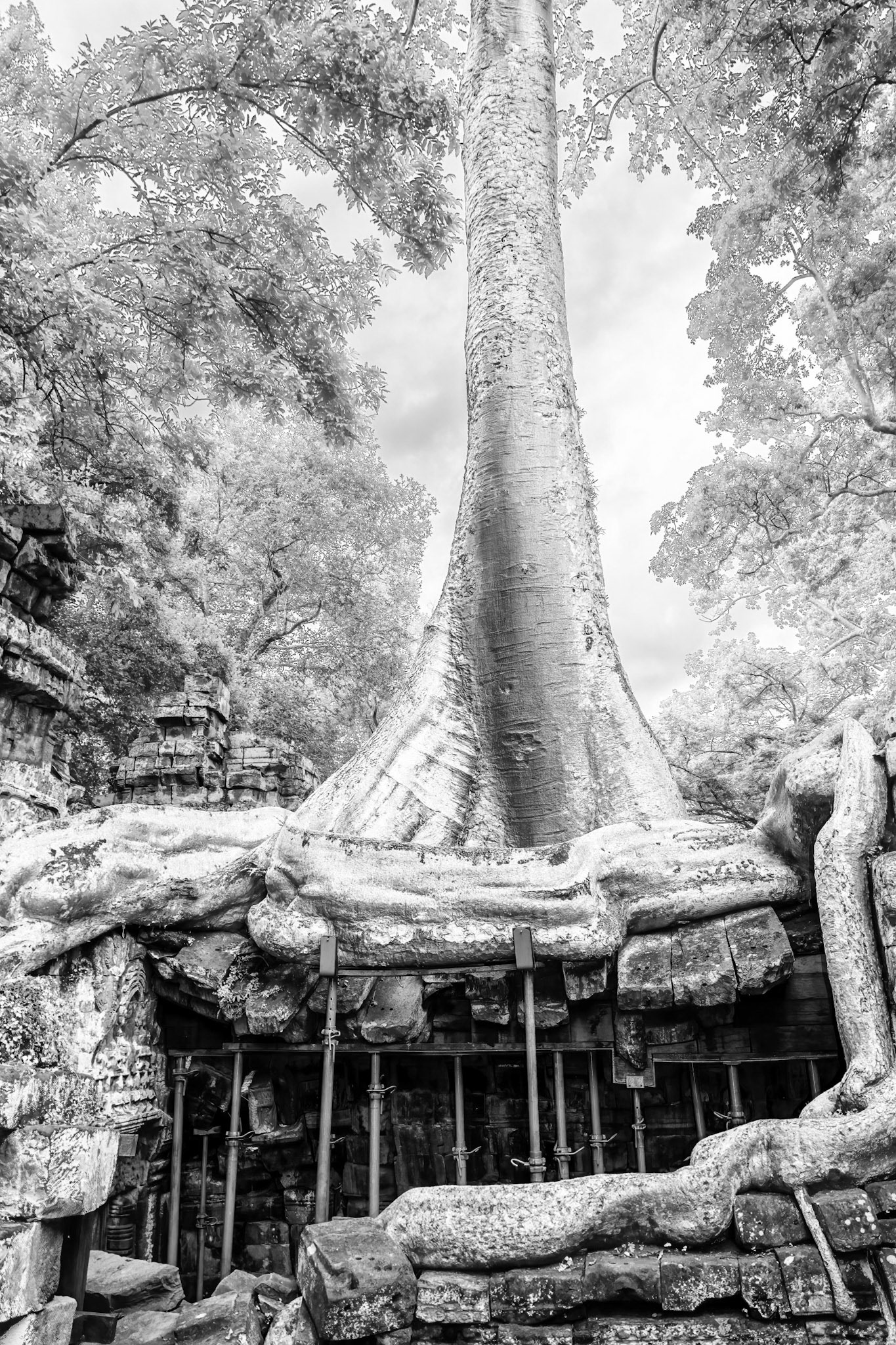 Ta Prohm Temple - ប្រាសាទ តាព្រហ្ម