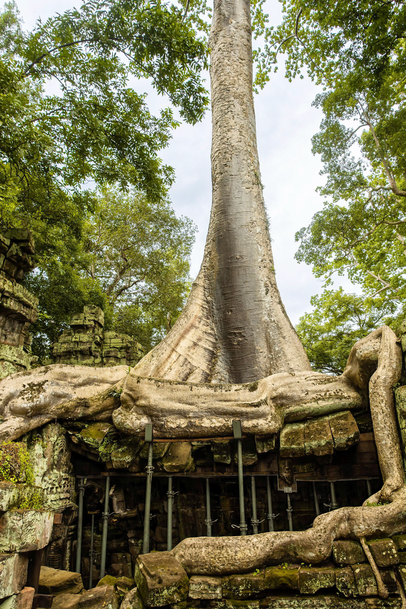 Ta Prohm Temple - ប្រាសាទ តាព្រហ្ម