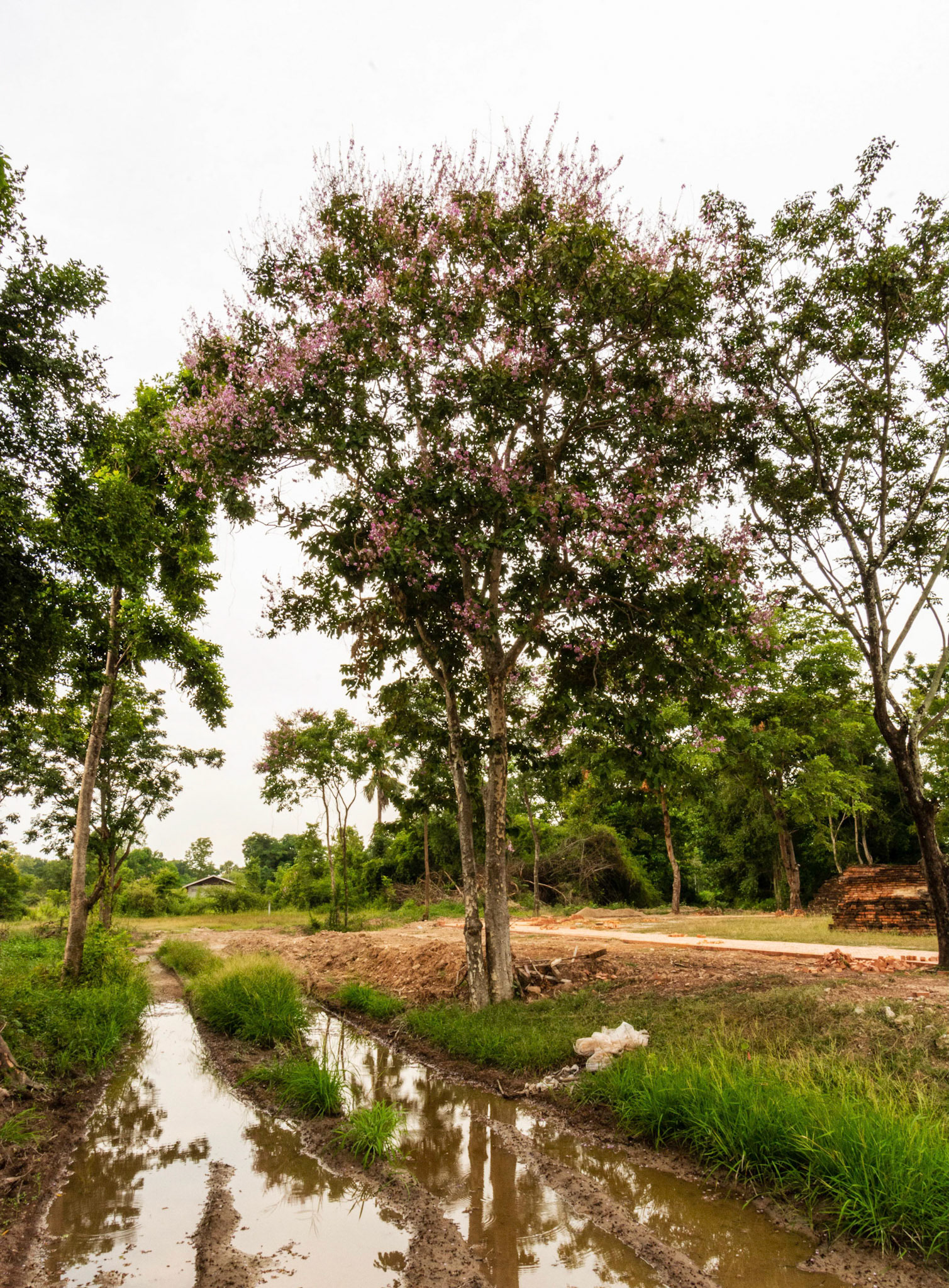 Wat Pa Phai