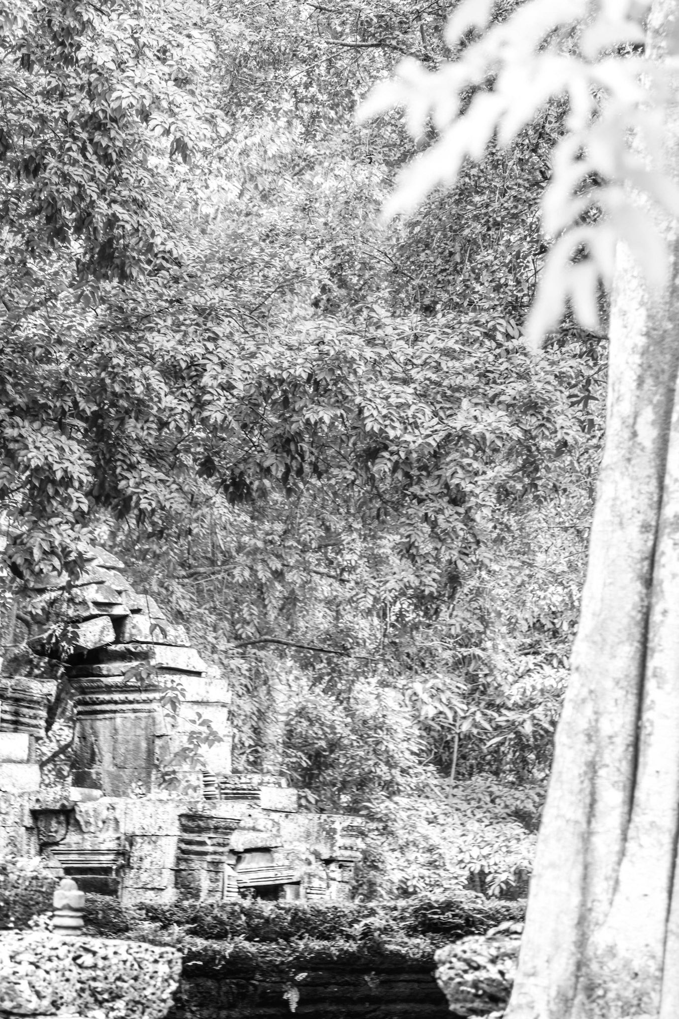 Ta Prohm Temple - ប្រាសាទ តាព្រហ្ម