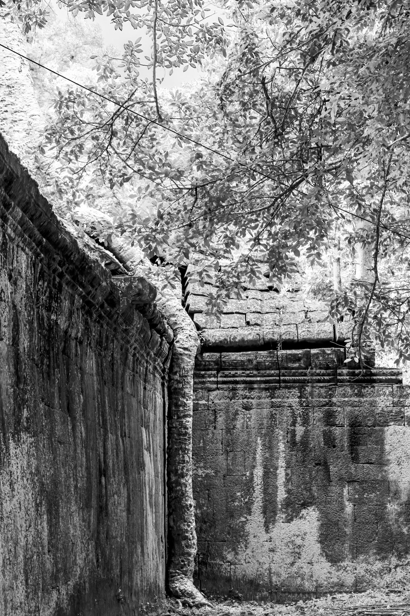 Ta Prohm Temple - ប្រាសាទ តាព្រហ្ម