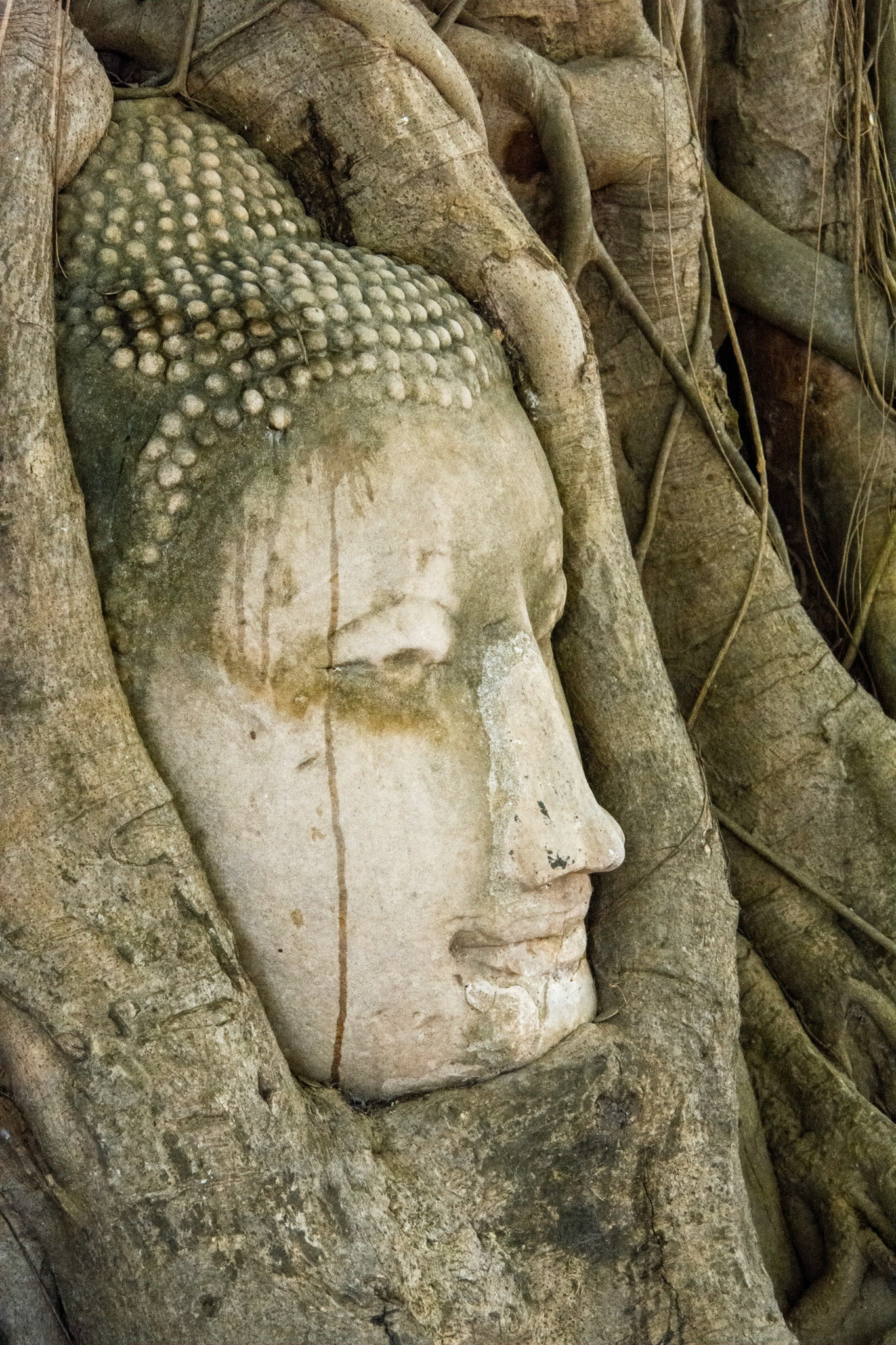 Wat Maha That, built in 1374 and destroyed by the Burmese in 1767.