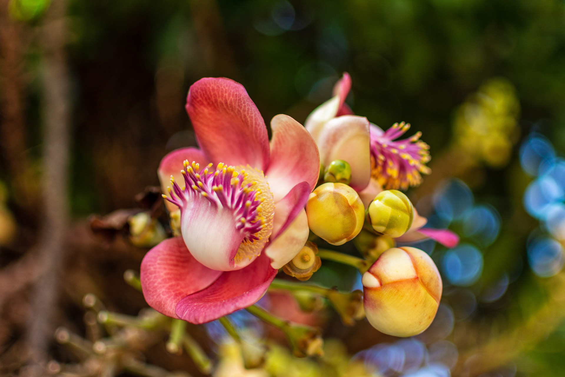 Cannonball tree