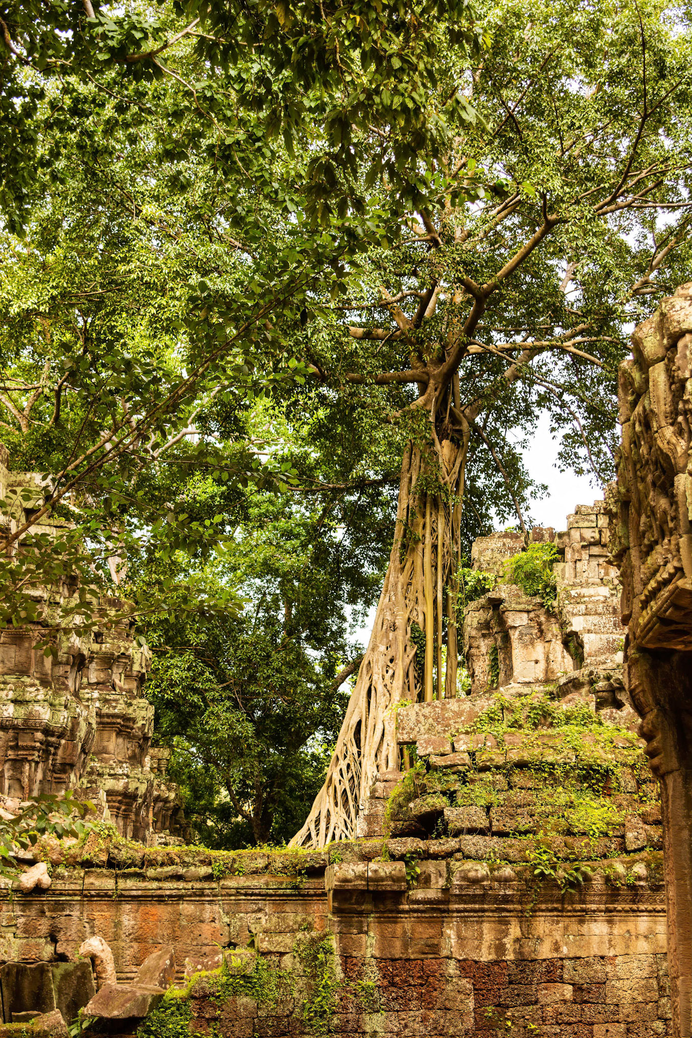Ta Prohm Temple - ប្រាសាទ តាព្រហ្ម