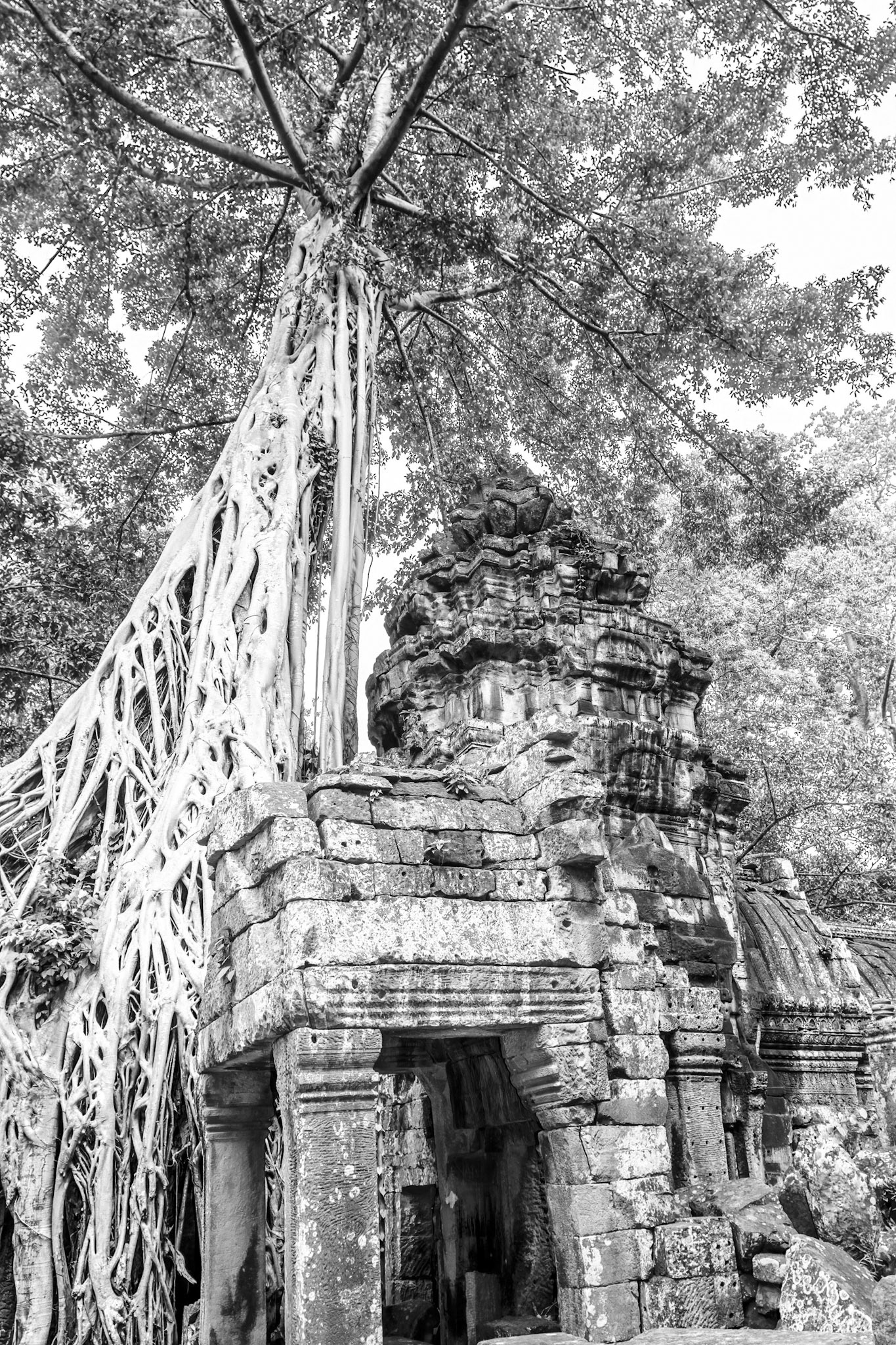 Ta Prohm Temple - ប្រាសាទ តាព្រហ្ម