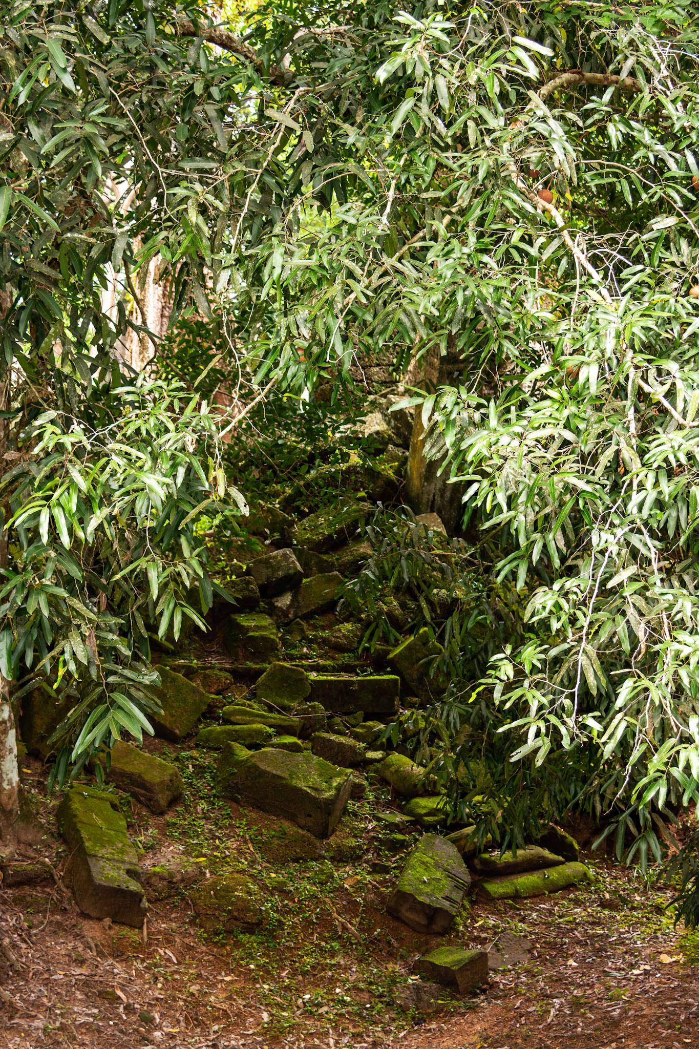 Ta Prohm Temple - ប្រាសាទ តាព្រហ្ម