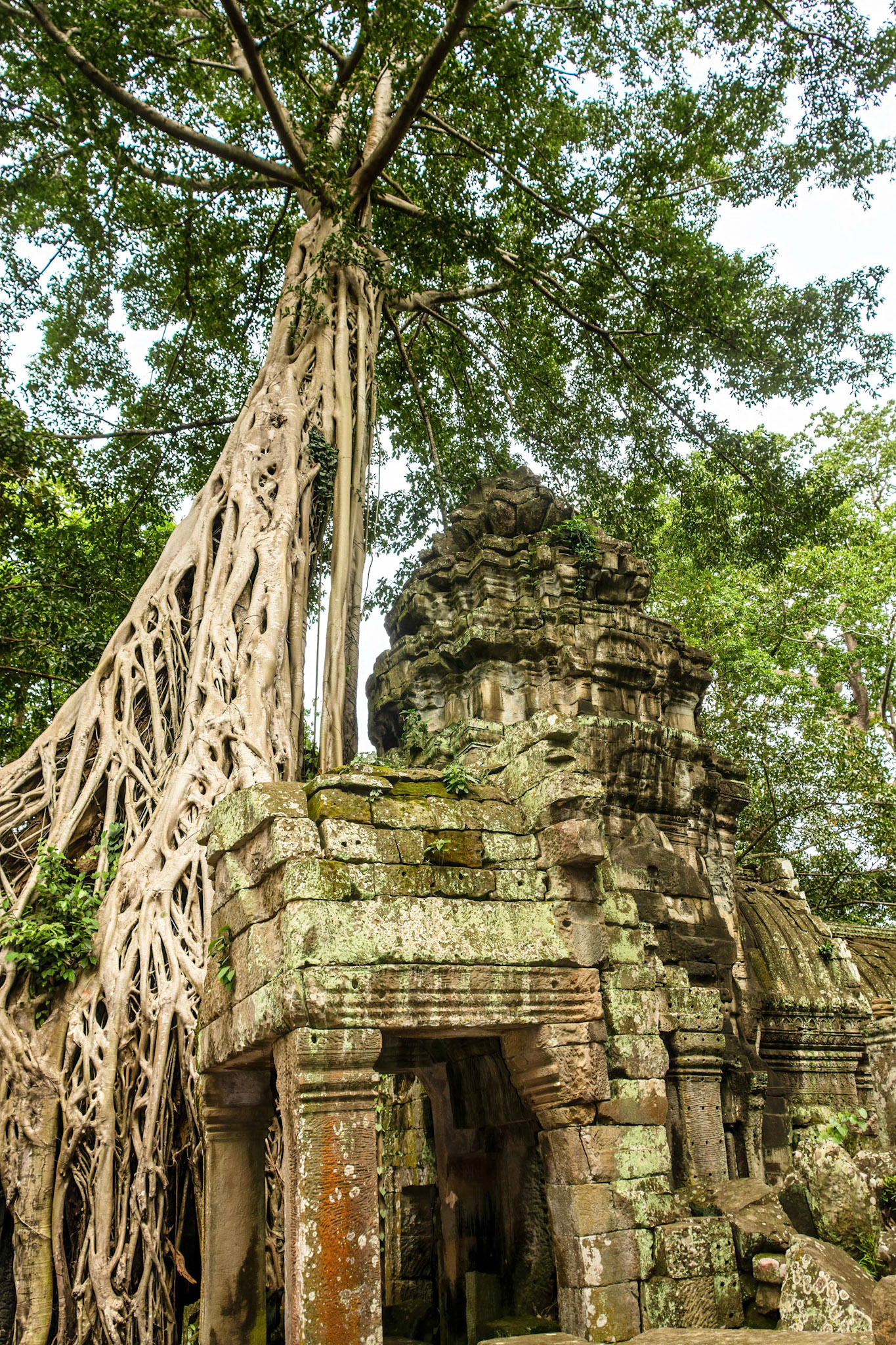Ta Prohm Temple - ប្រាសាទ តាព្រហ្ម