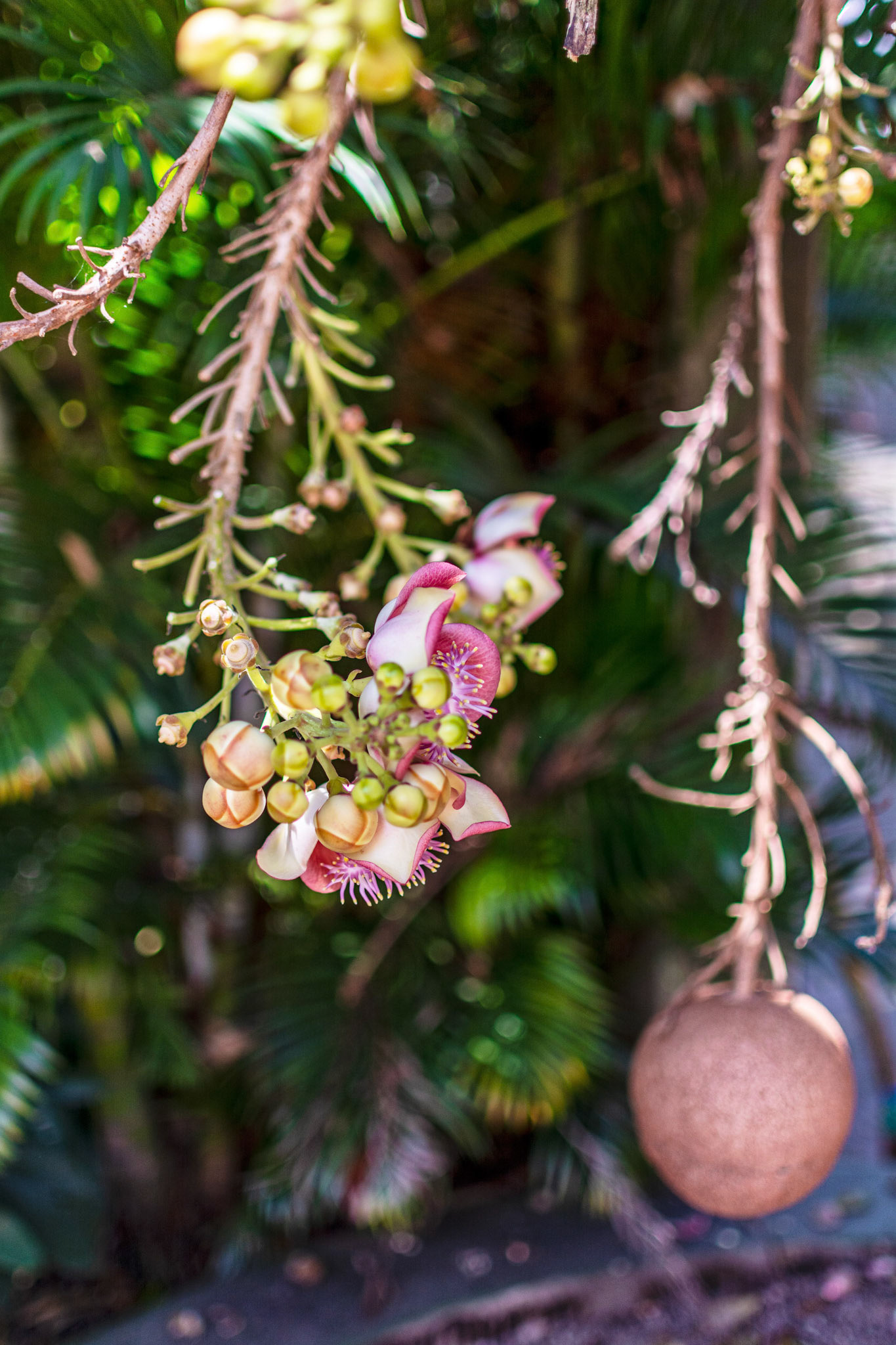 Cannonball tree