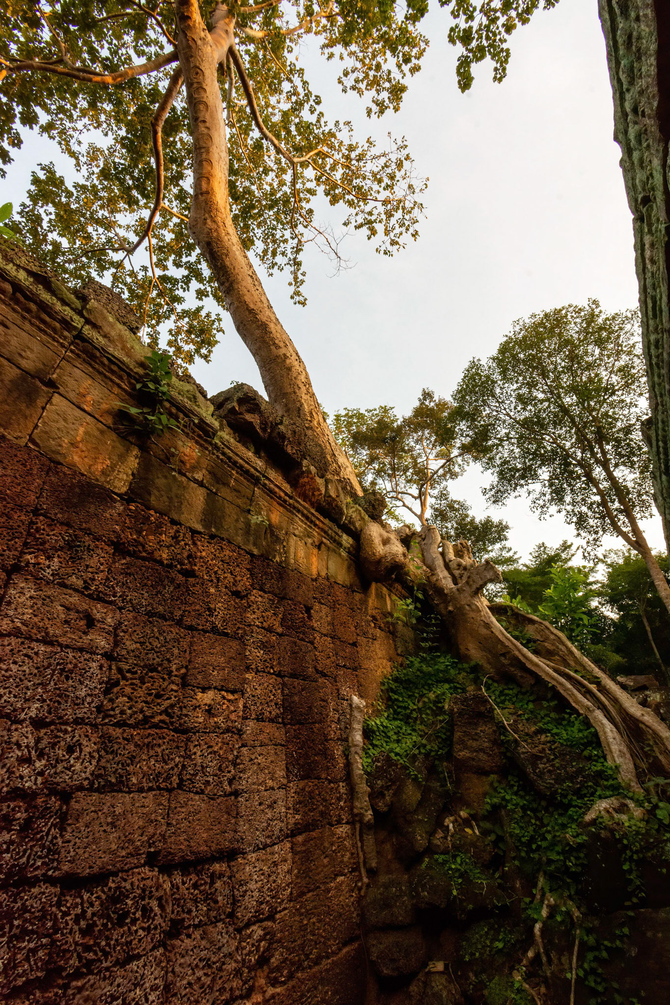 Preah Khan Temple - ប្រាសាទព្រះខ័ន