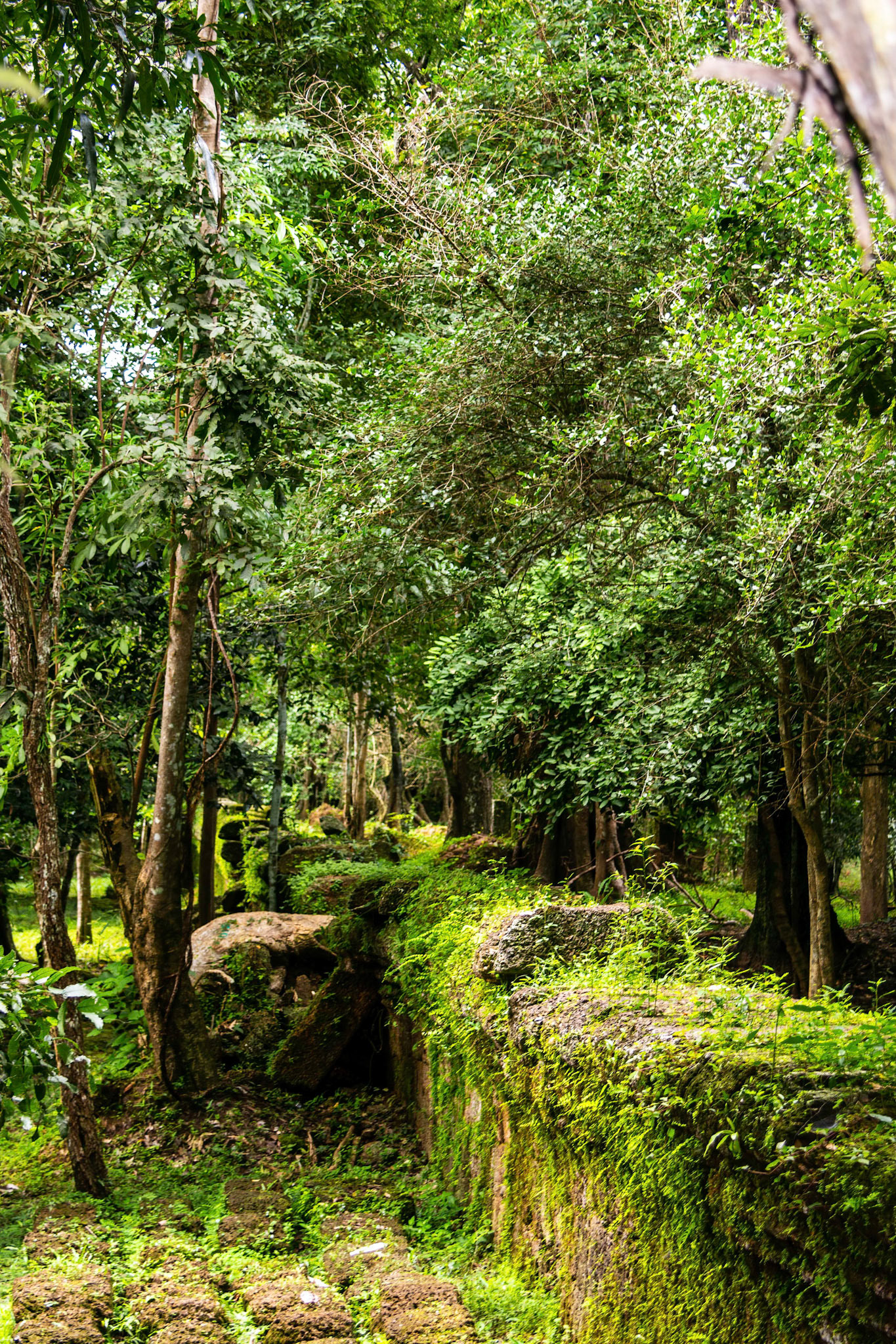 Ta Prohm Temple - ប្រាសាទ តាព្រហ្ម