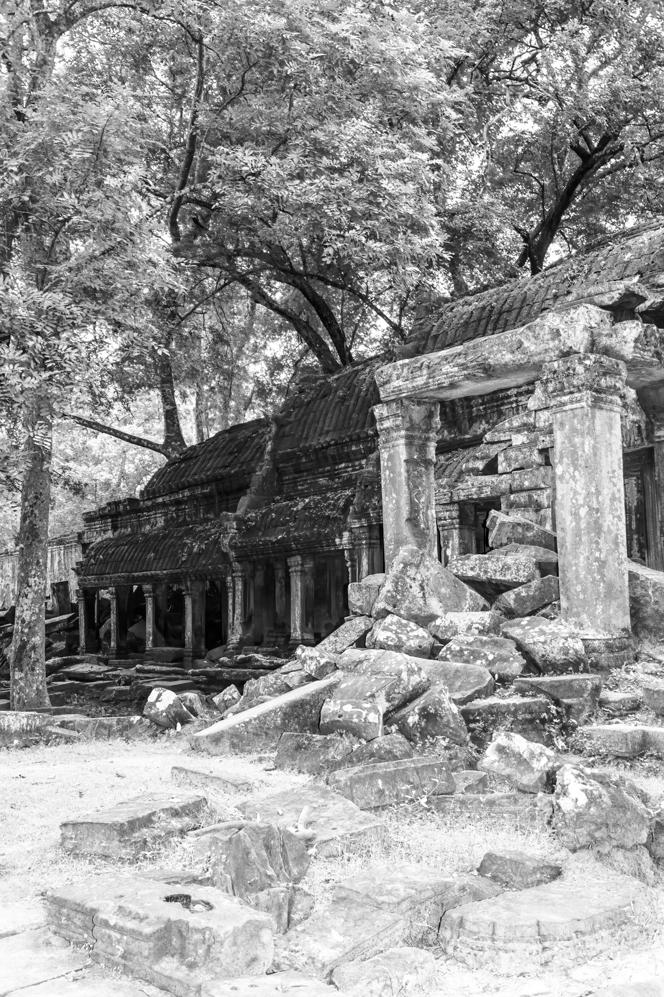 Ta Prohm Temple - ប្រាសាទ តាព្រហ្ម