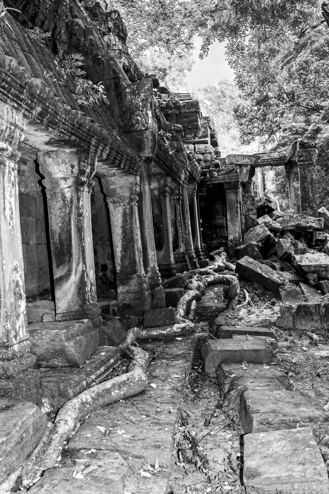 Ta Prohm Temple - ប្រាសាទ តាព្រហ្ម