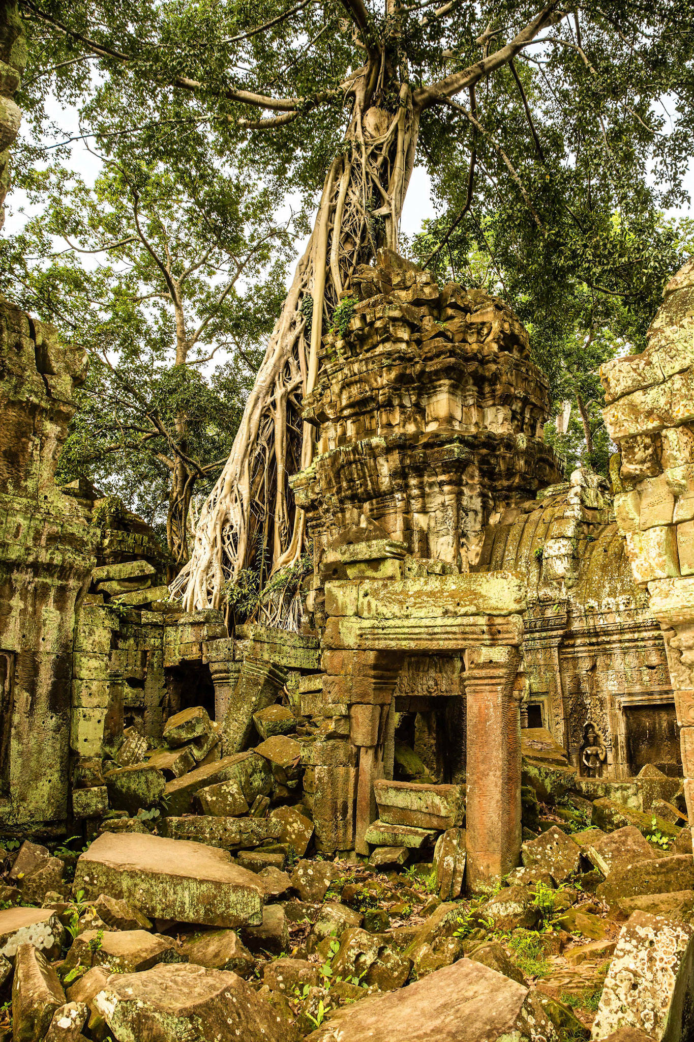 Ta Prohm Temple - ប្រាសាទ តាព្រហ្ម