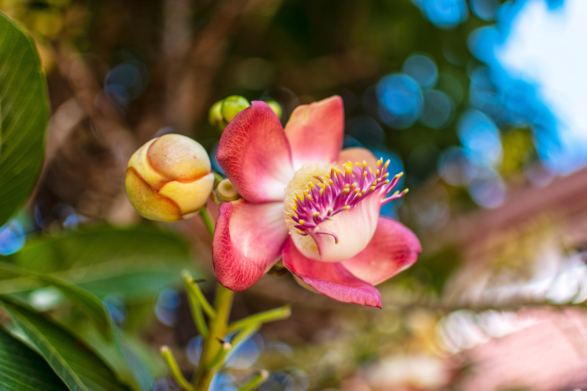 Cannonball tree