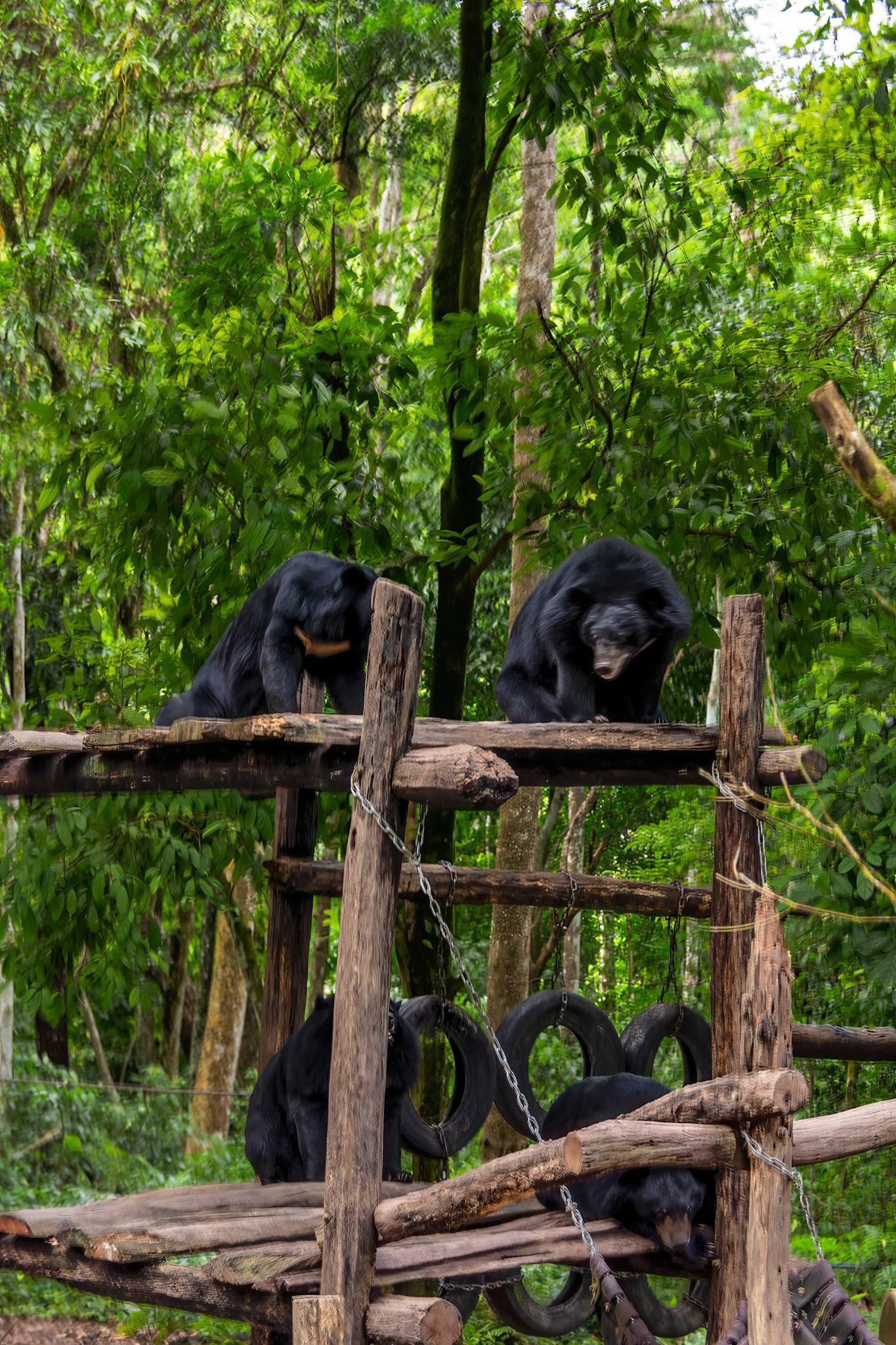 Tat Kuang Si Bear Rescue Centre