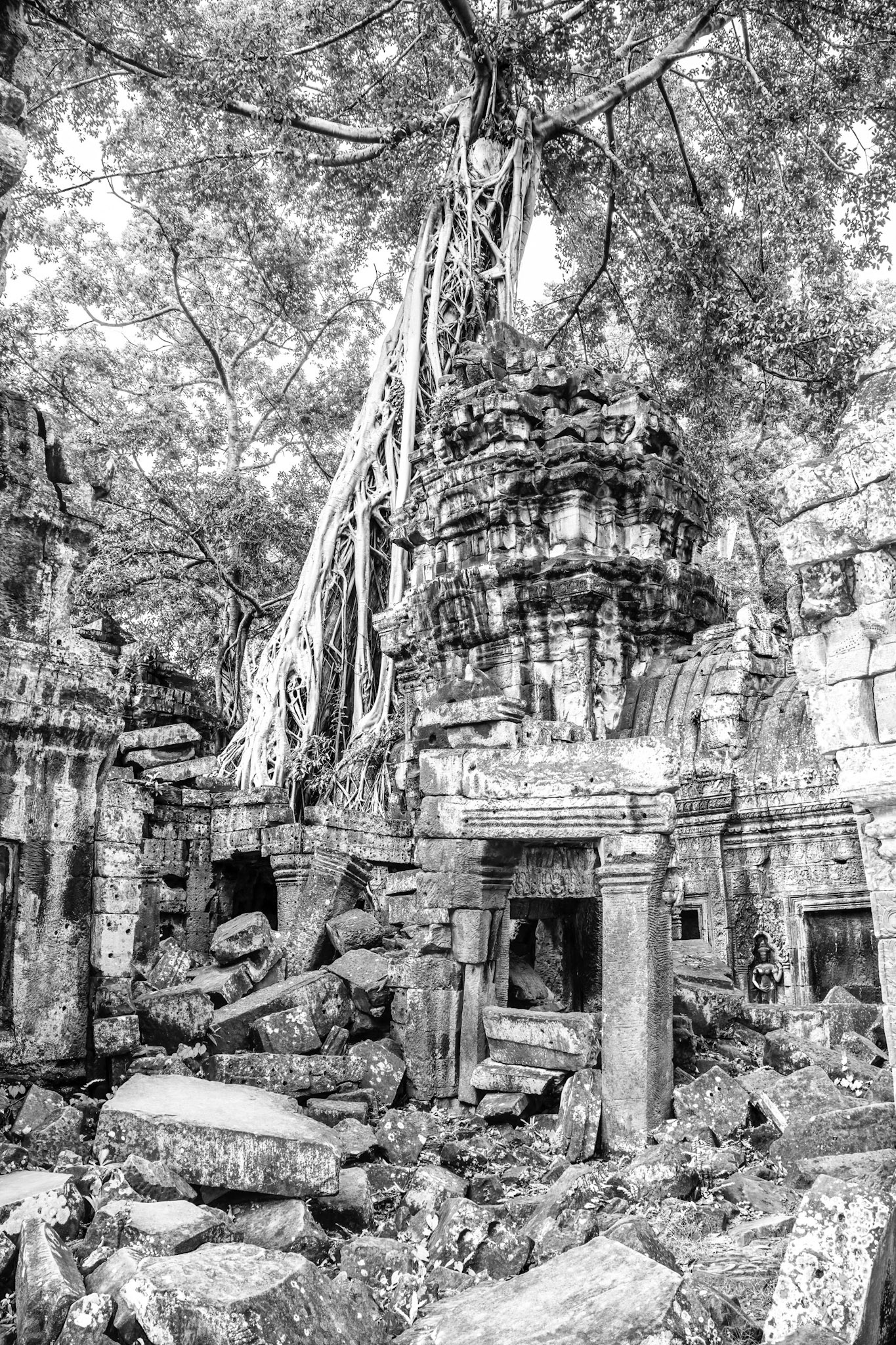 Ta Prohm Temple - ប្រាសាទ តាព្រហ្ម