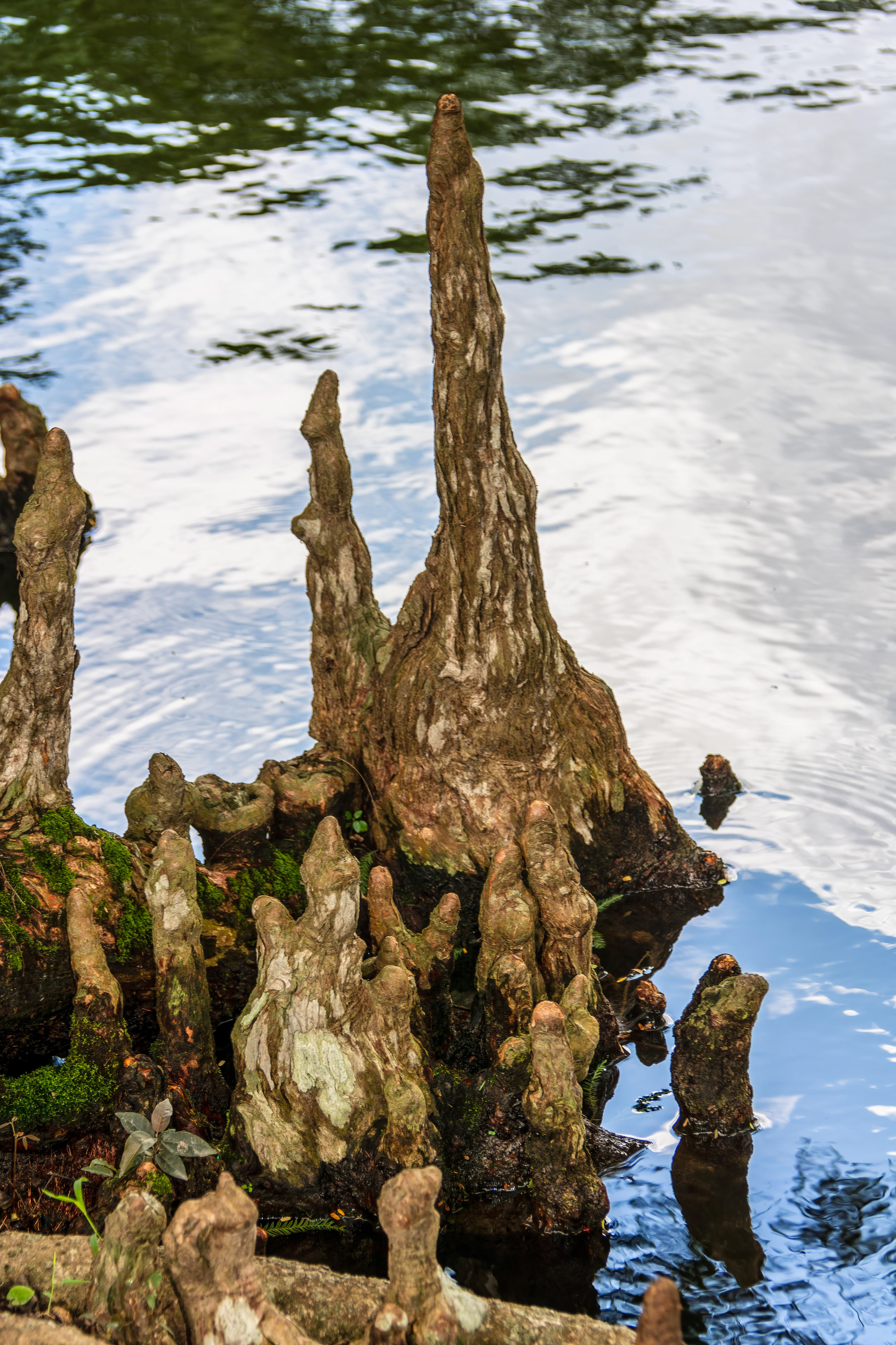 Taxodium distichum (L.) Rich., Bald cypress, Bụt Mọc