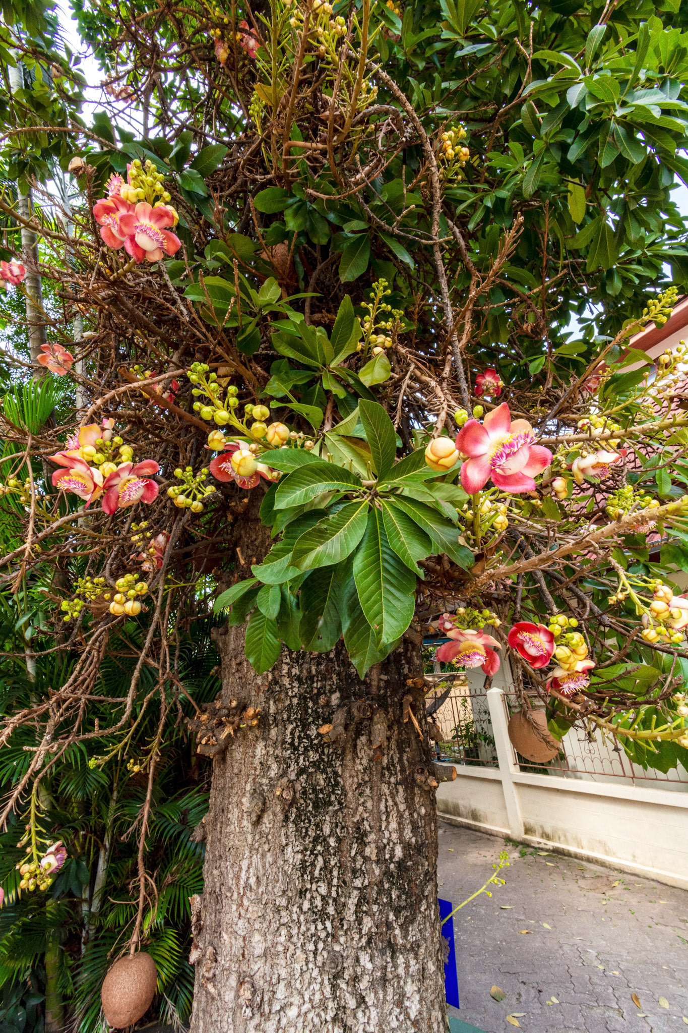 Cannonball tree