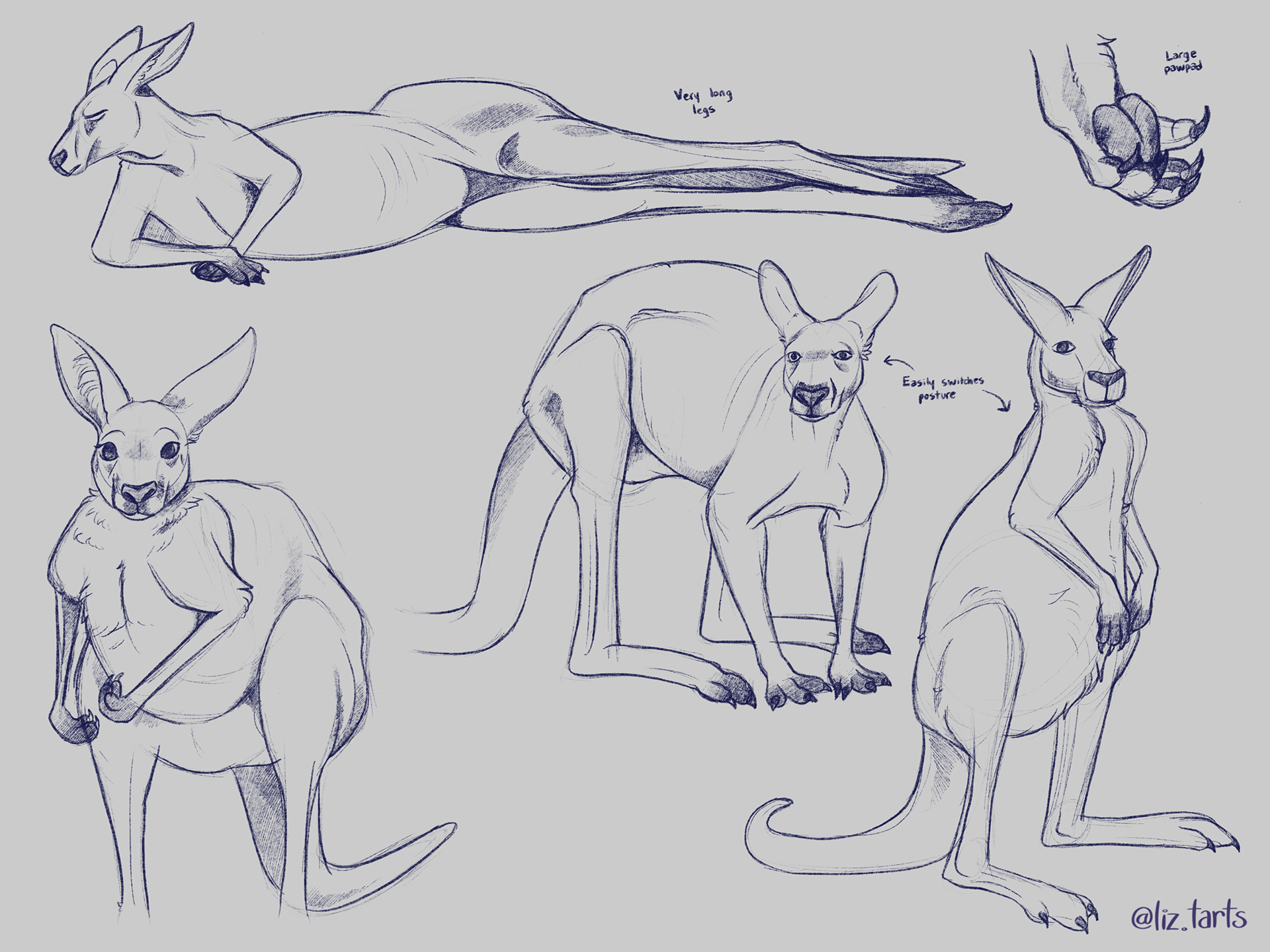 Kangaroo studies, 2021