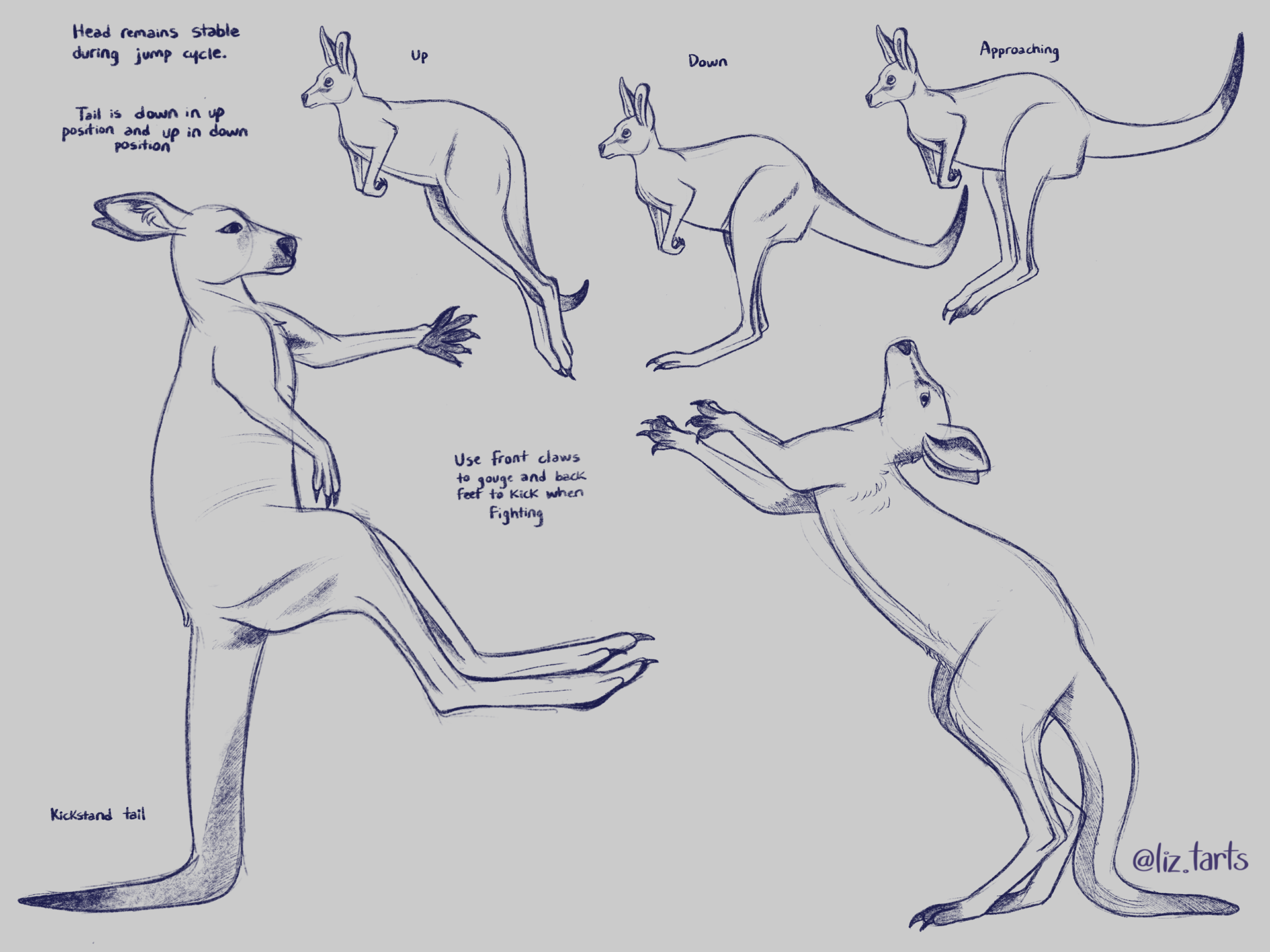 Kangaroo studies, 2021