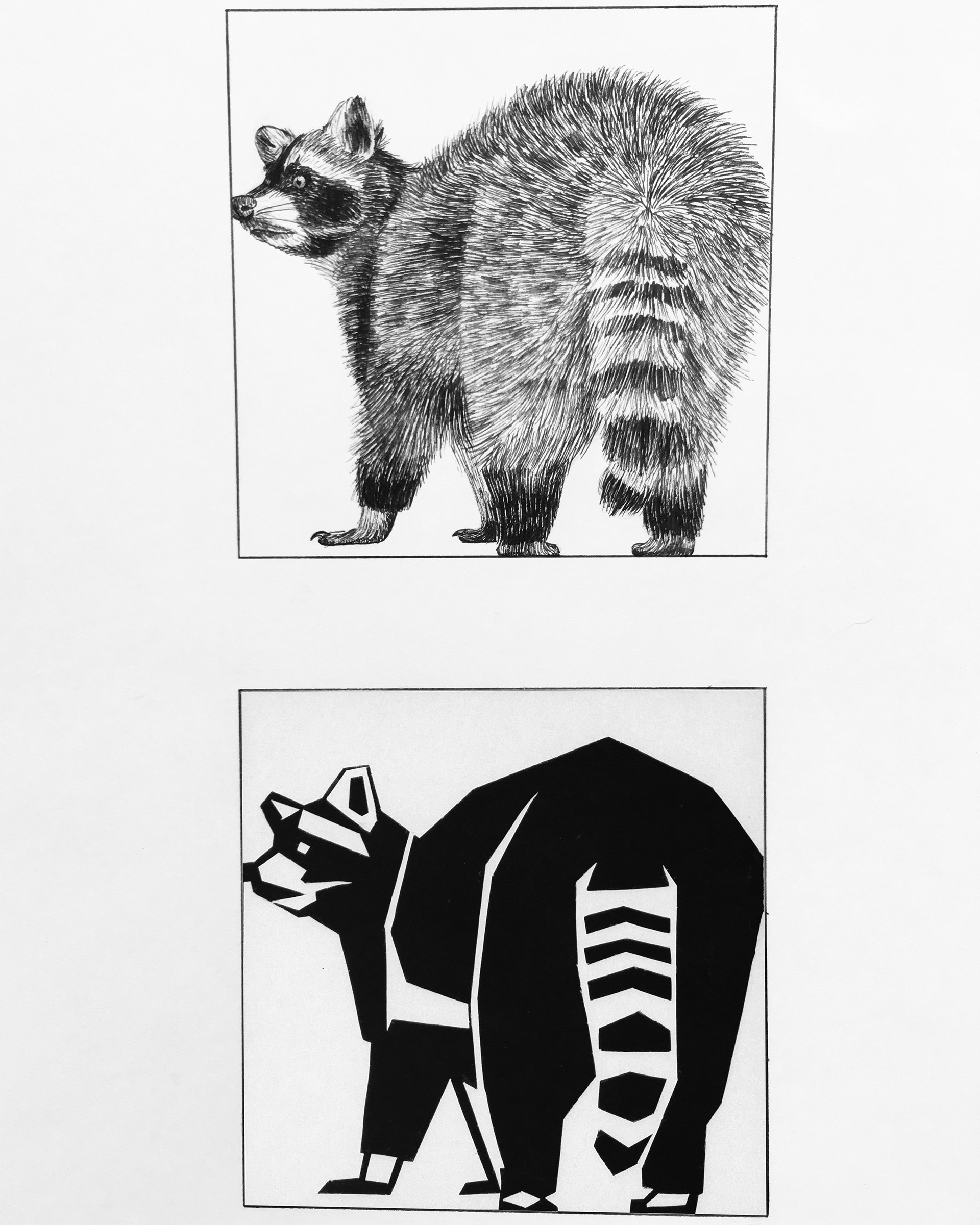 One of a series of raccoon ink drawings and paper cutouts I did, completed in fall of 2018