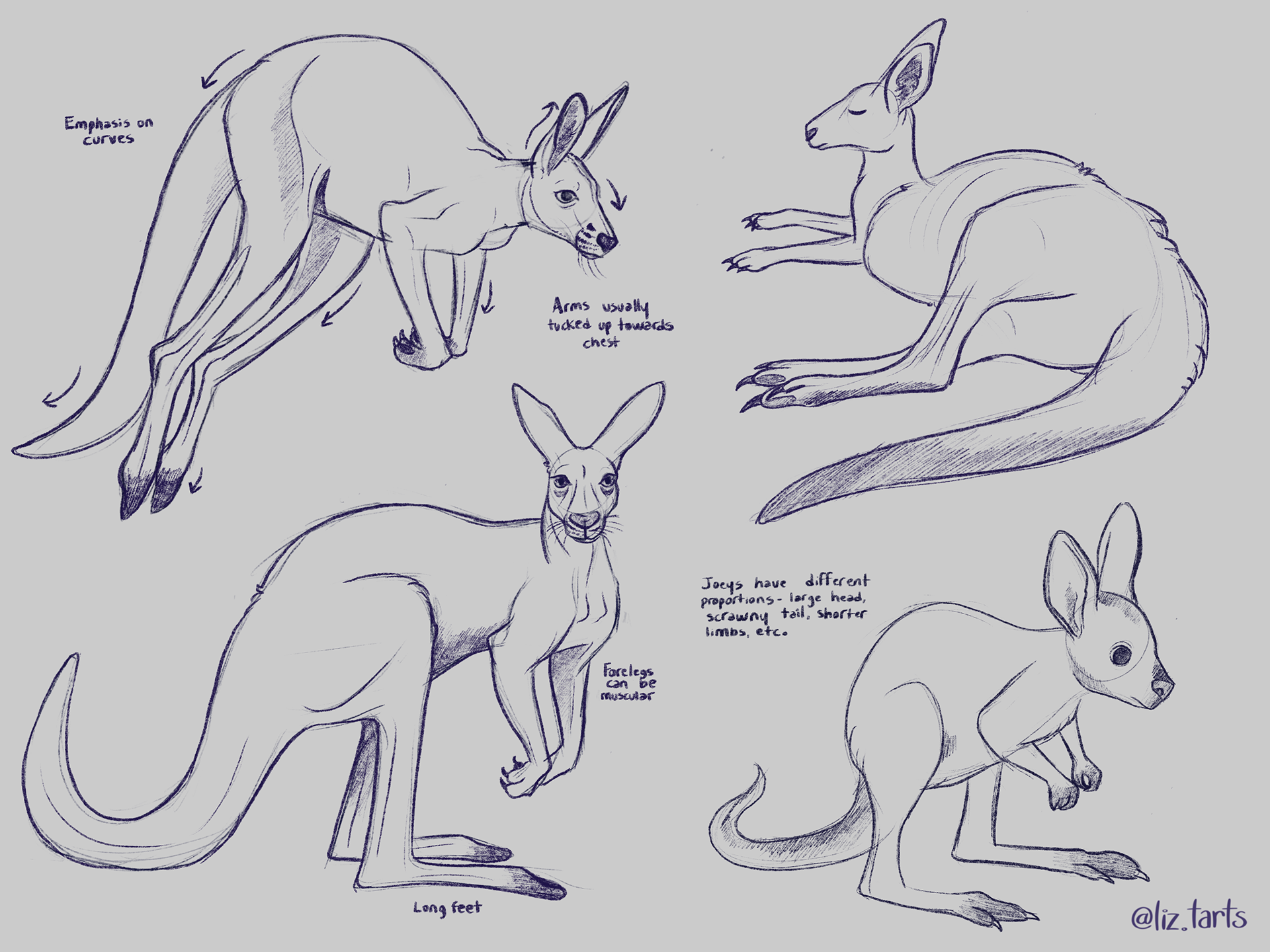 Kangaroo studies, 2021