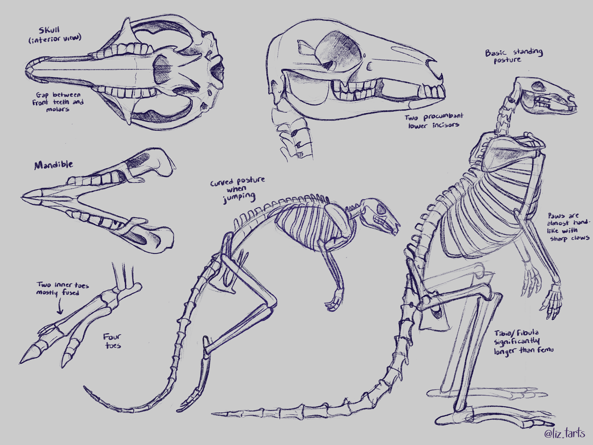 Kangaroo studies, 2021