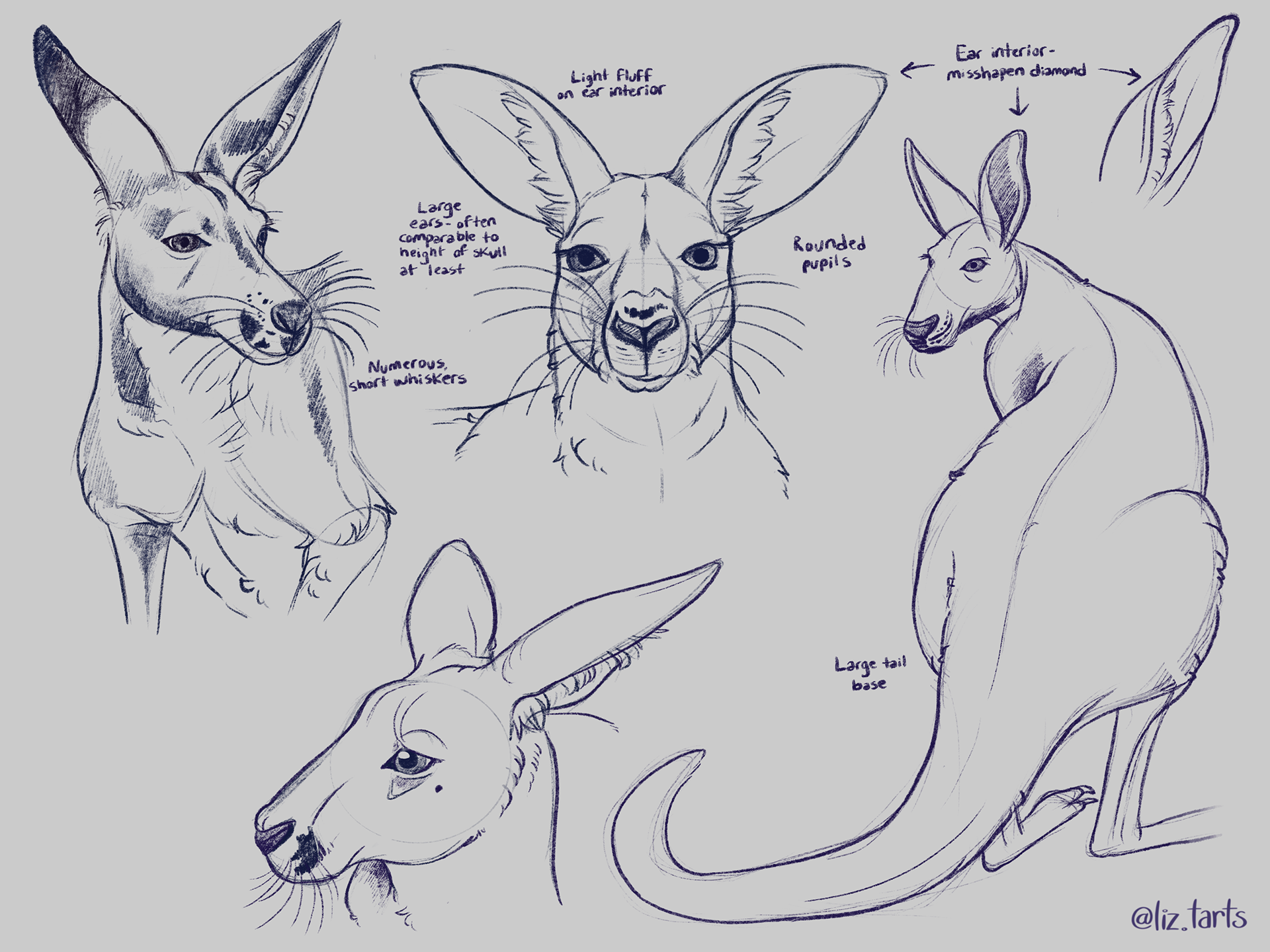 Kangaroo studies, 2021