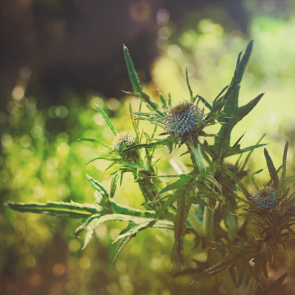 174 - Distel