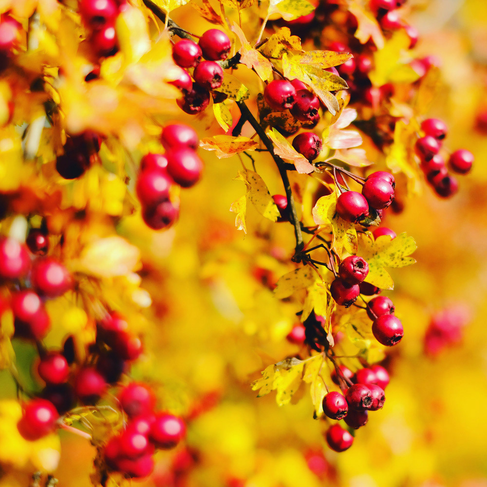 305 - Goldener Oktober