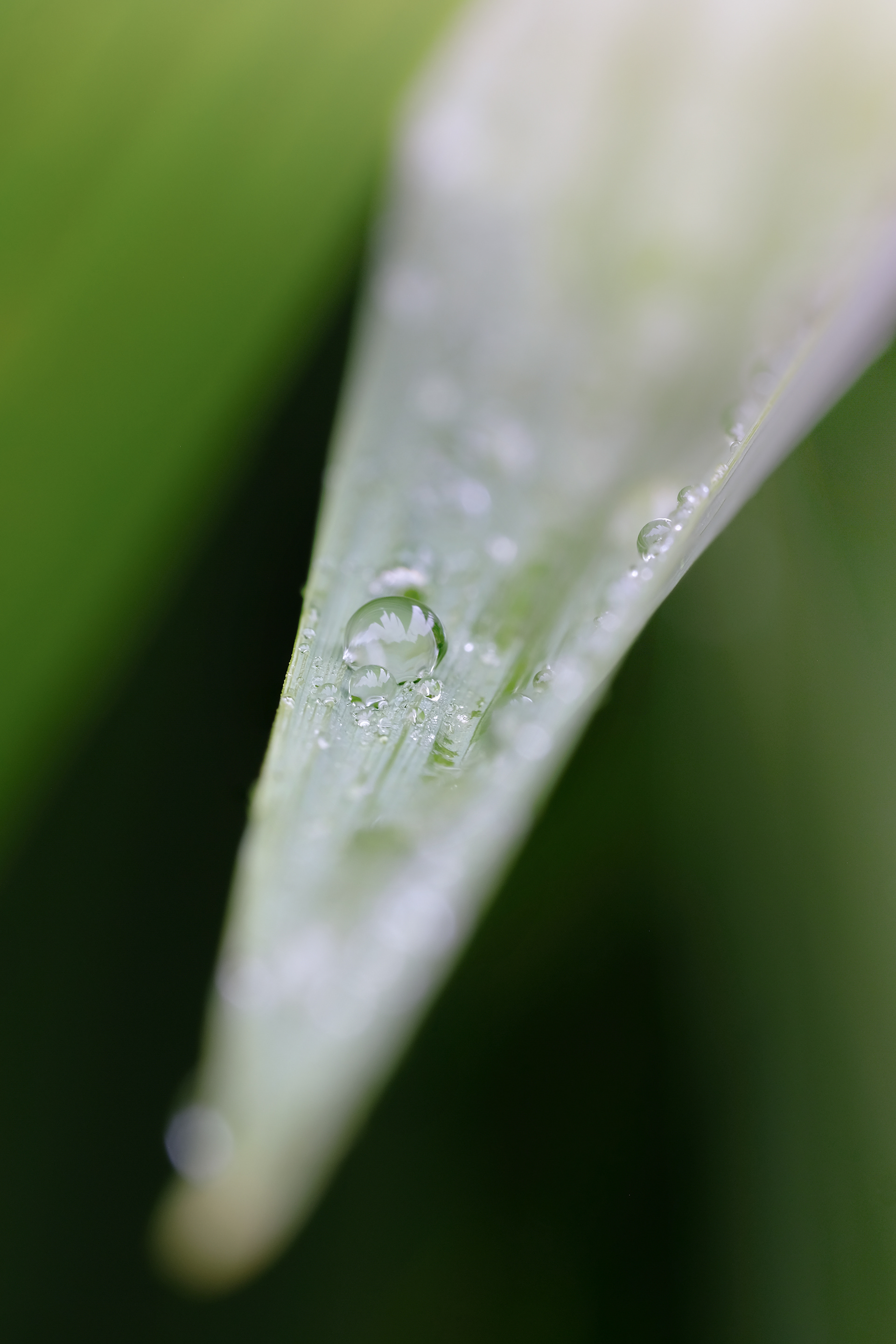 Grashalm - Nach dem Regen 2