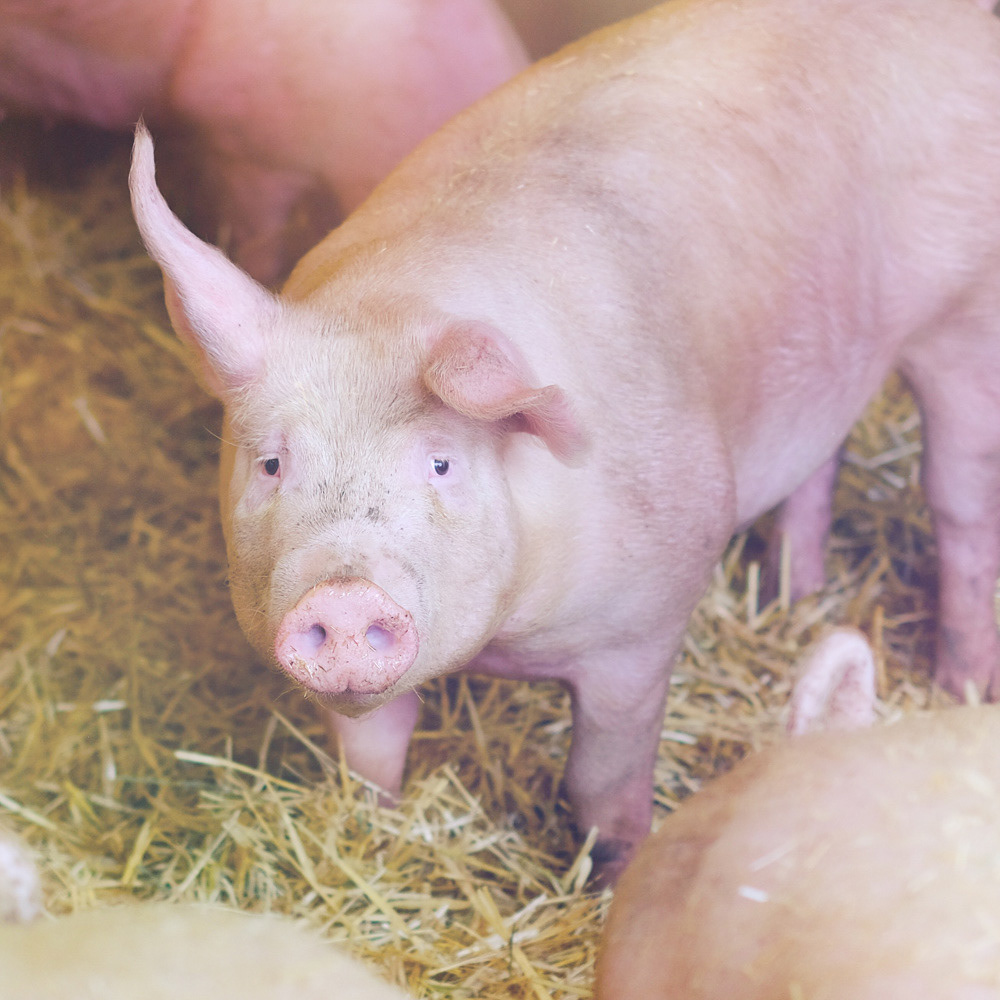 067 - Schweinerei