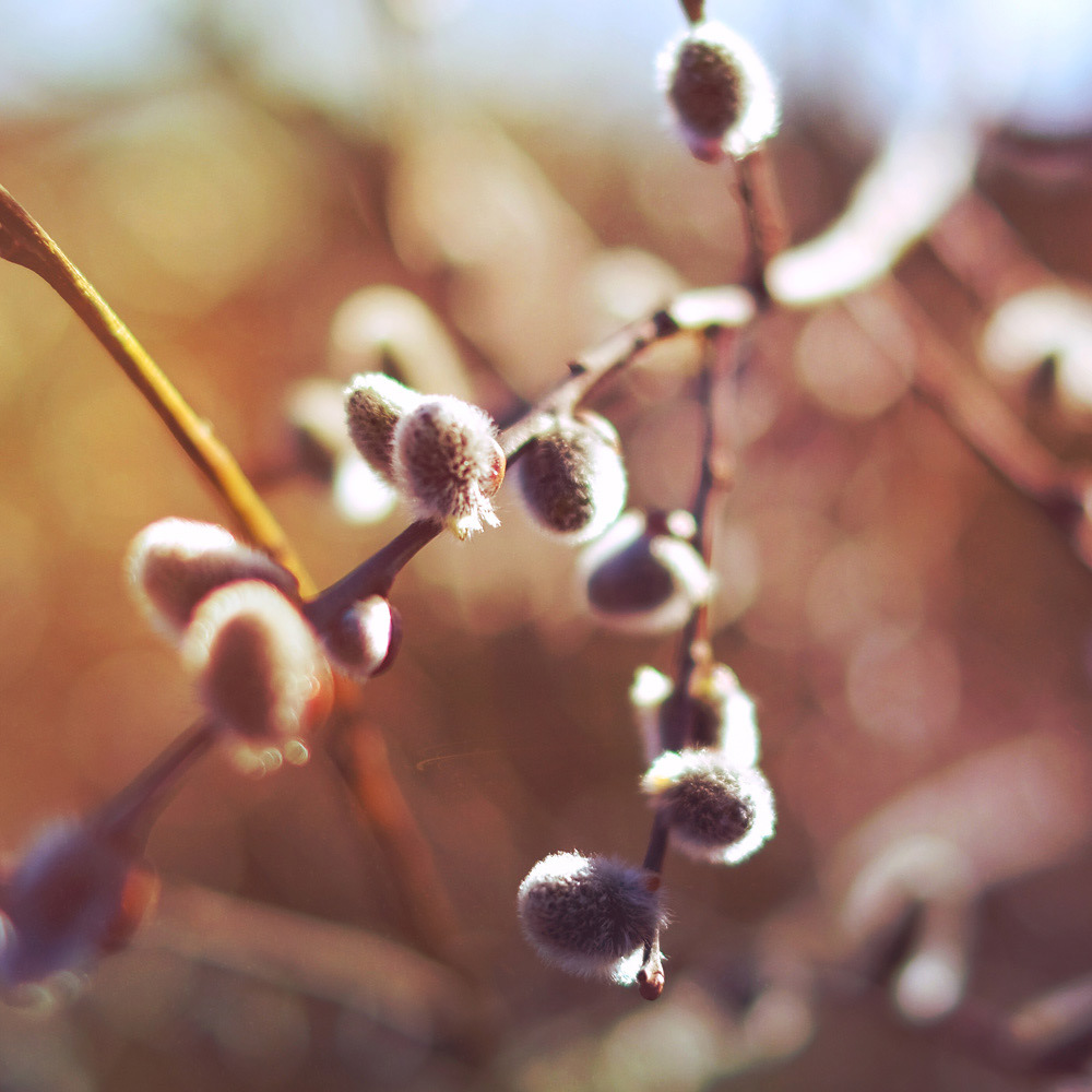 087 - Natur Pur