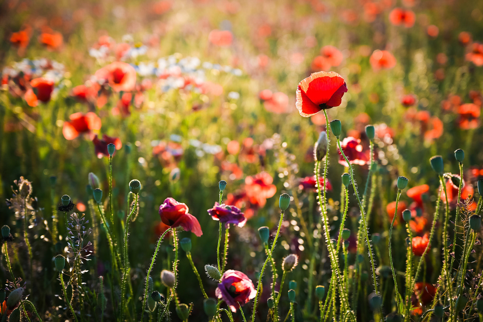 "Sommerwiese",2022