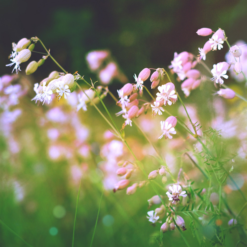187 - Wildblumen