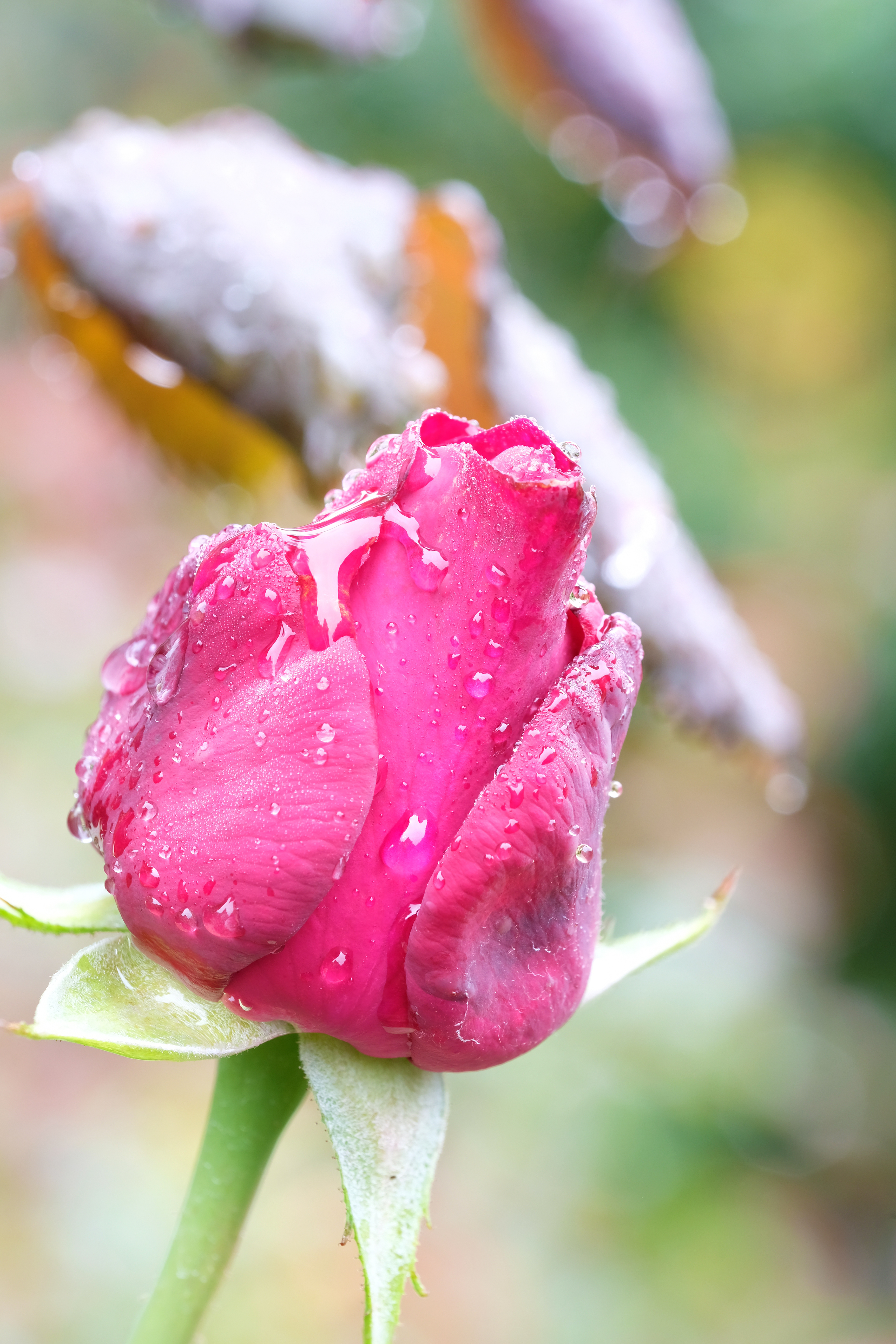 Rose - Nach dem Regen 4