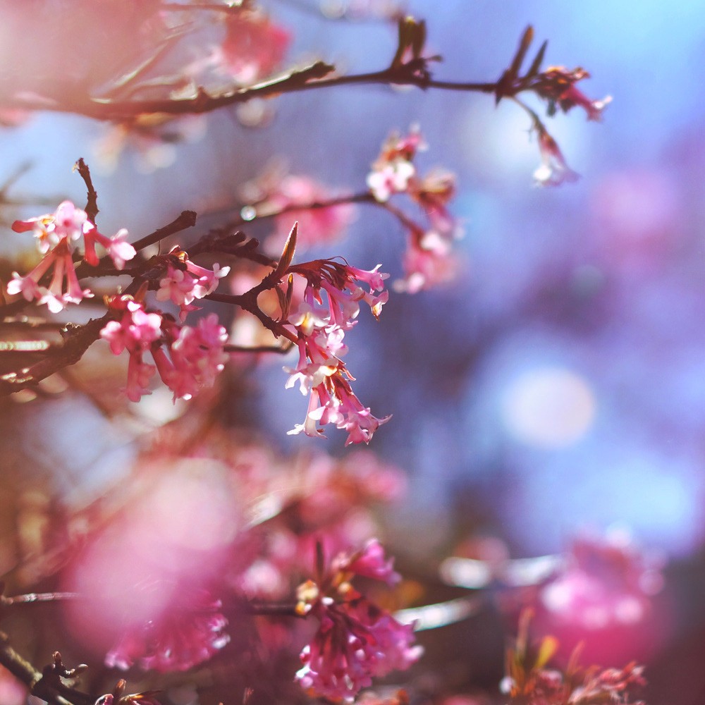 083 - Frühling