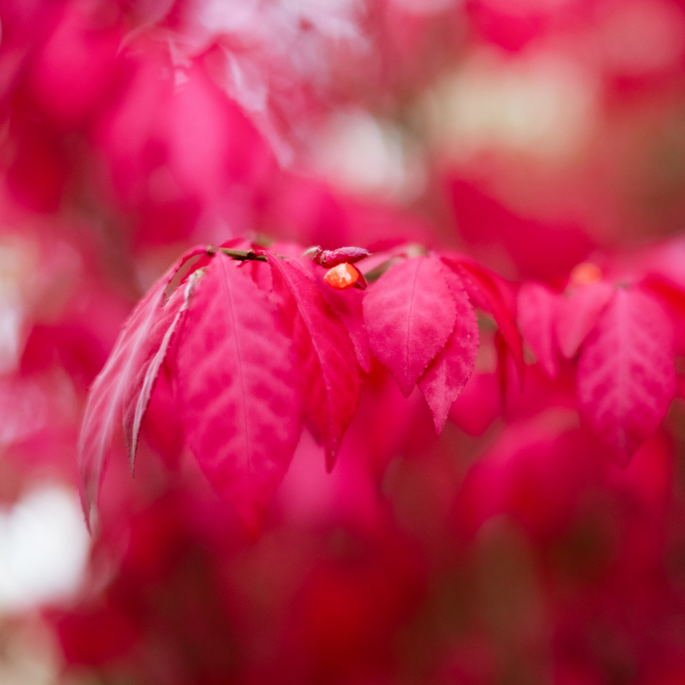 285 - Pink Autumn