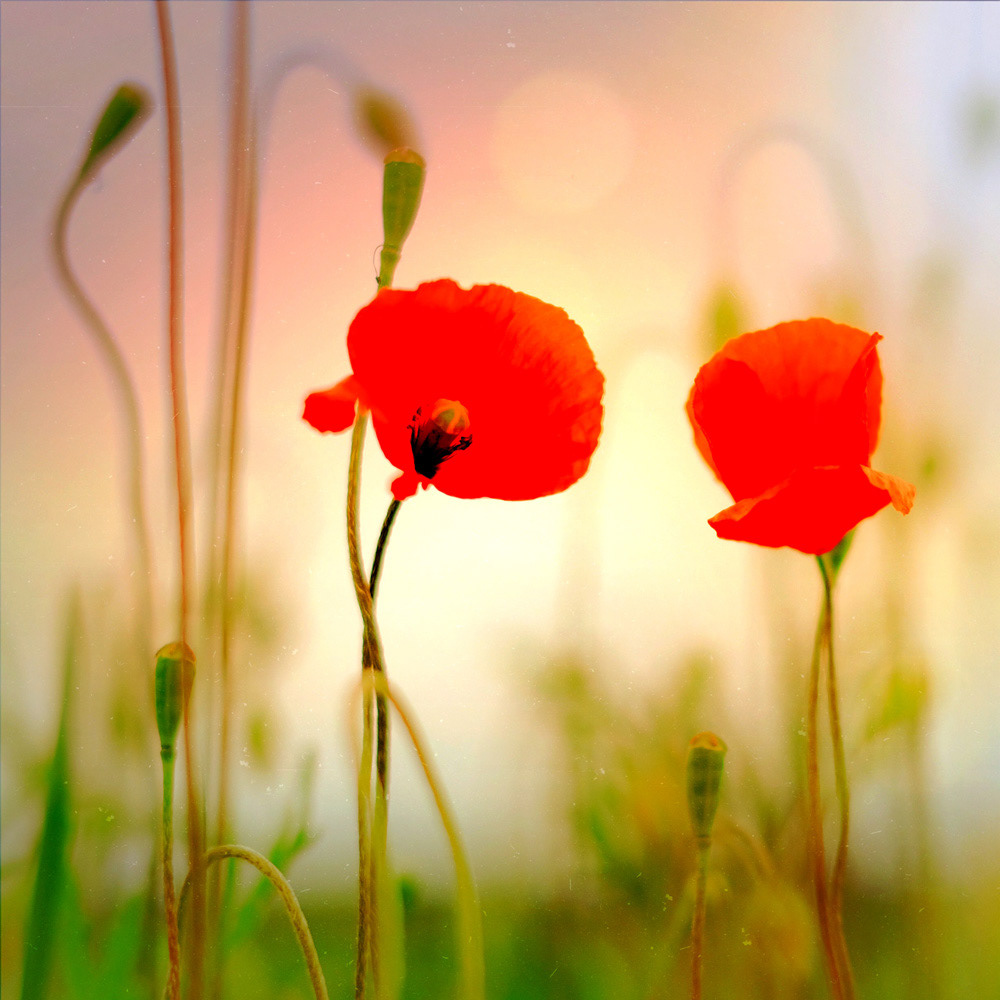 152 - Mohn