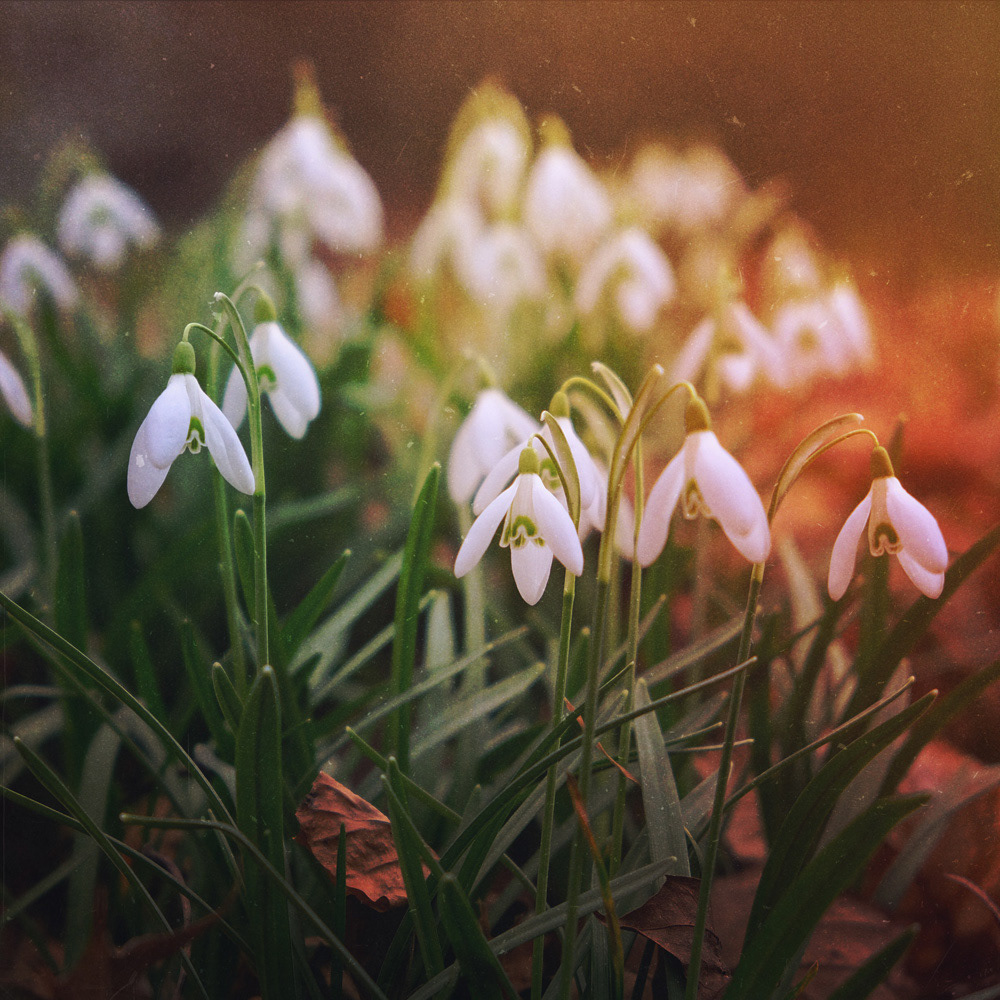 054 - Frühlingsgruss