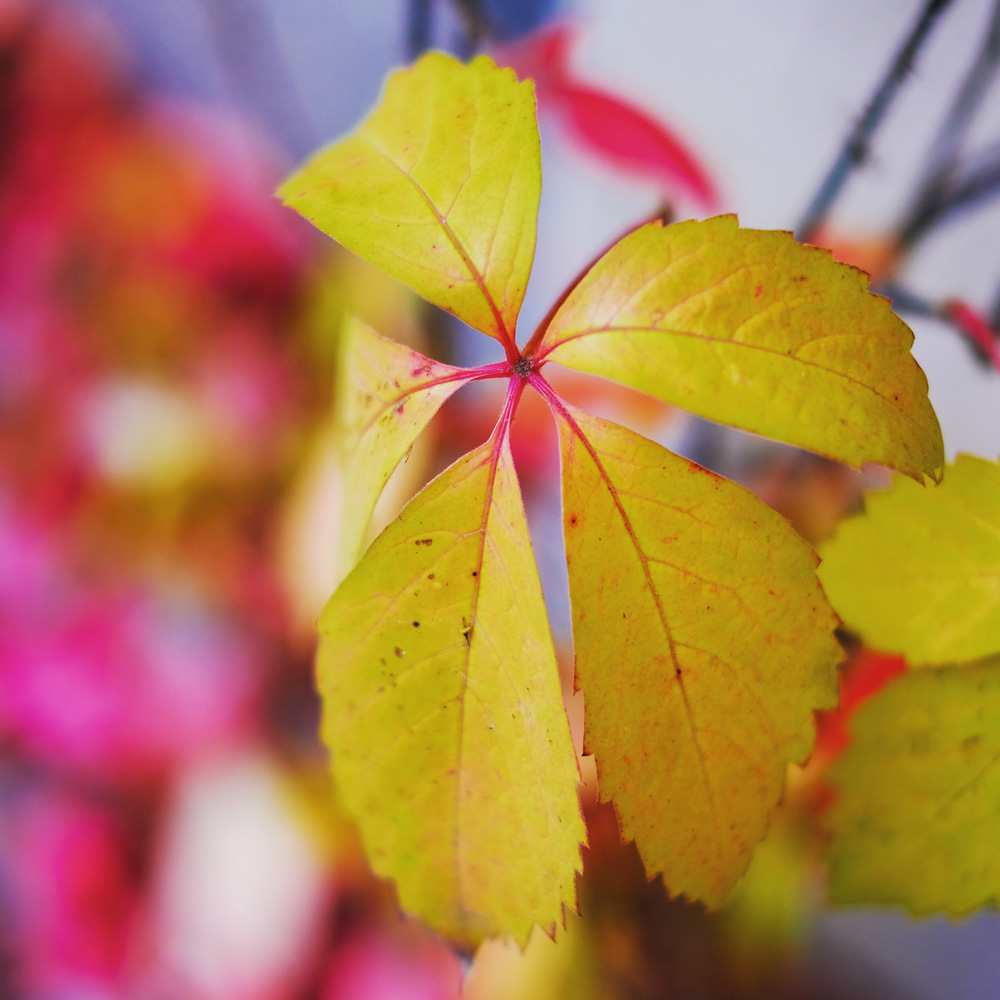275 - Kleiner Herbst