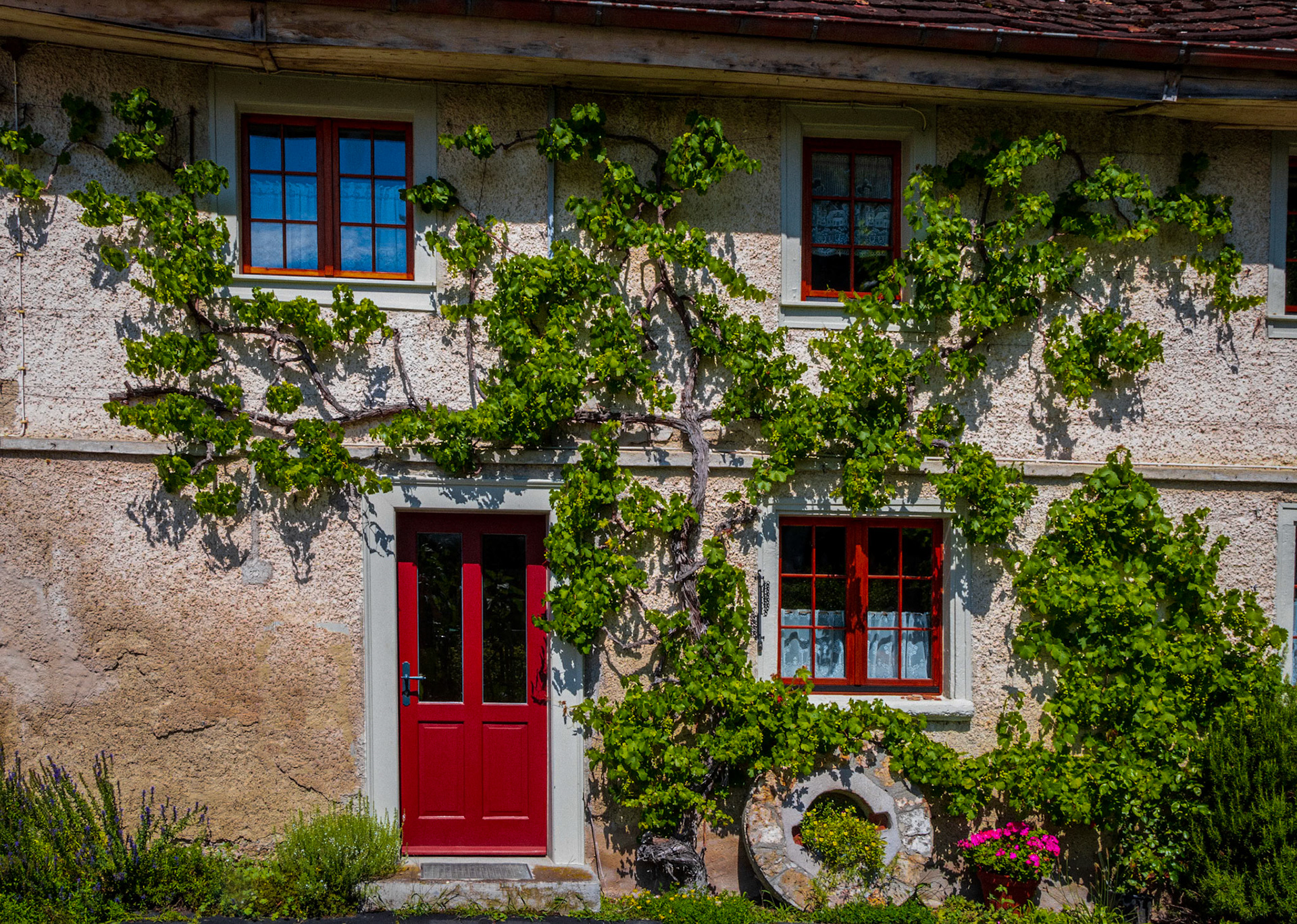 Bauernhaus, Wein