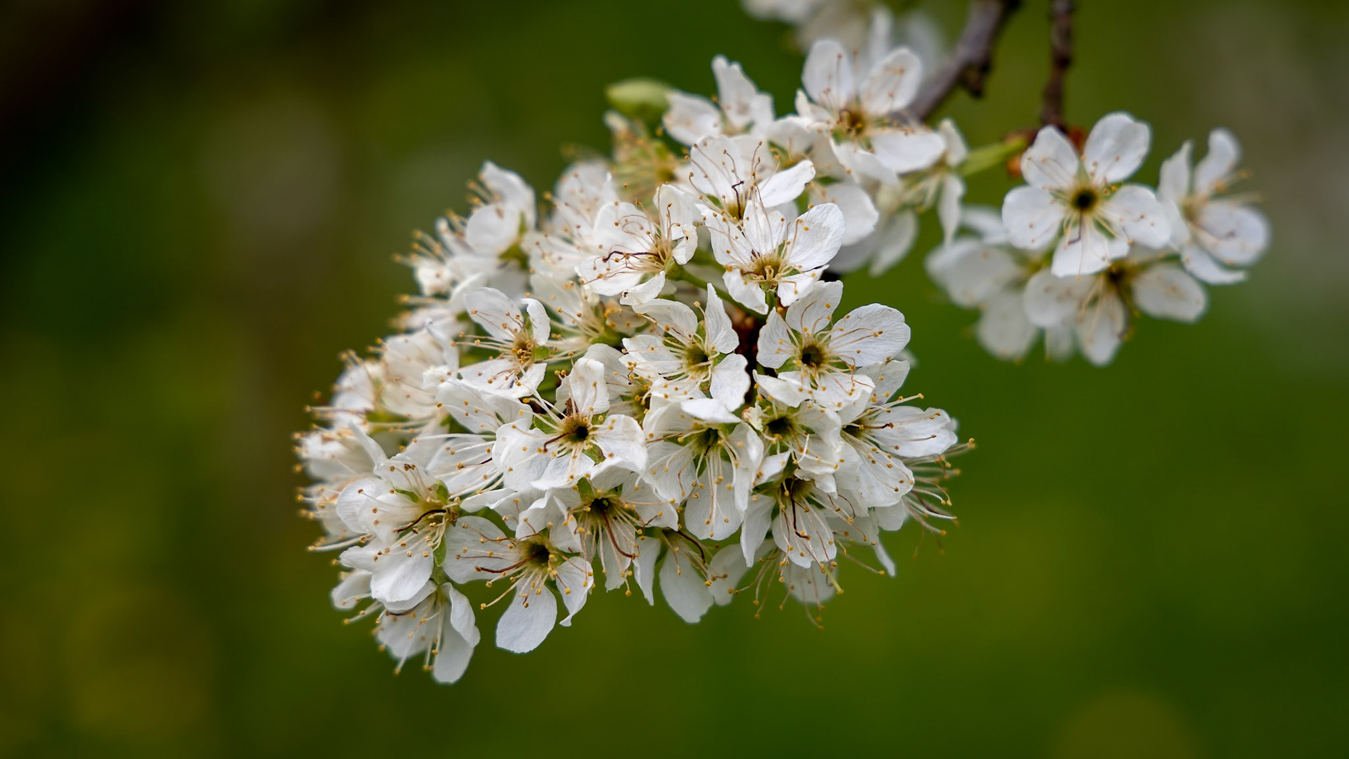 Kirschblüte im Eggener Tal im Markgräflerland