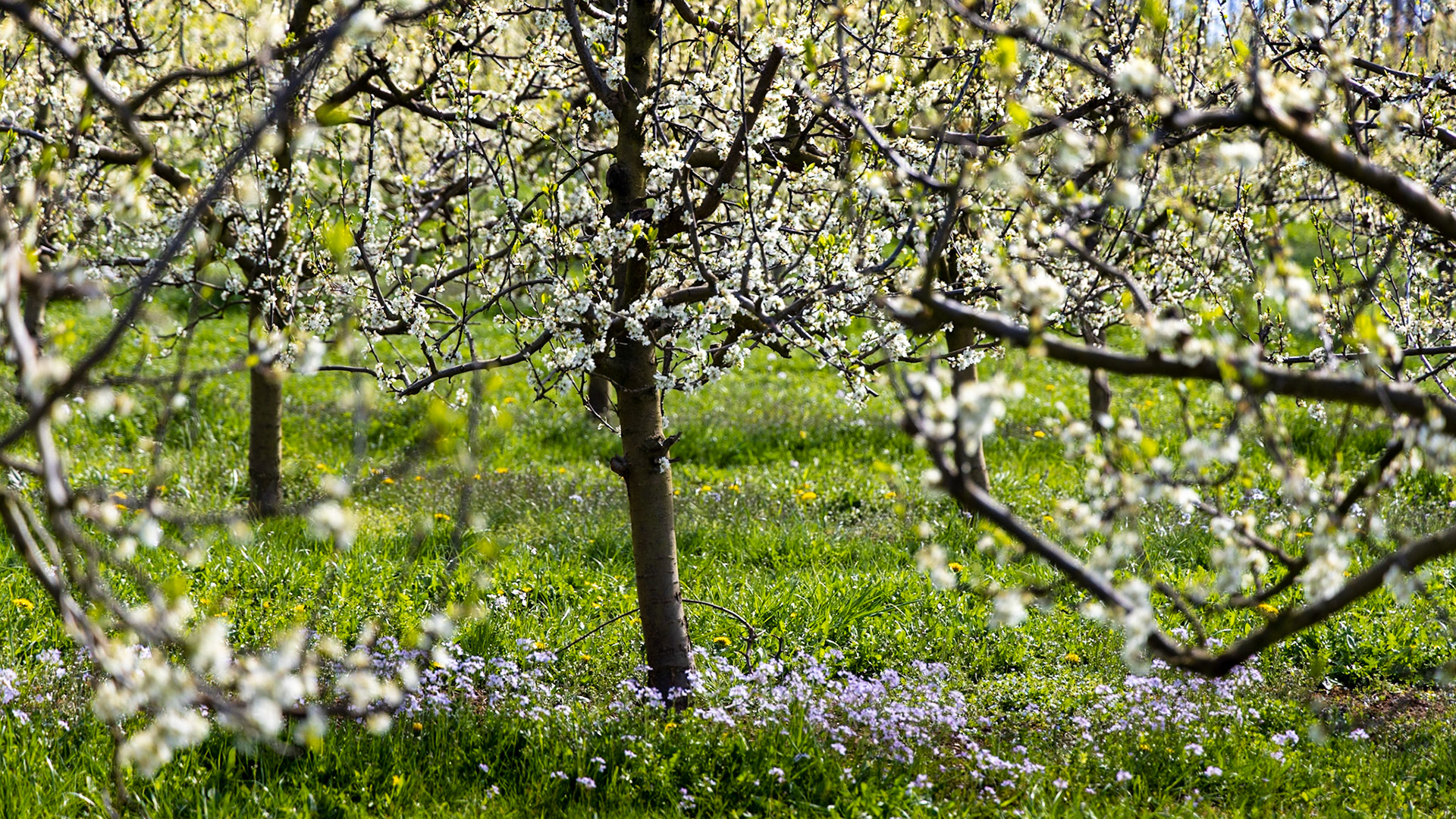Kirschblüte im Eggener Tal im Markgräflerland