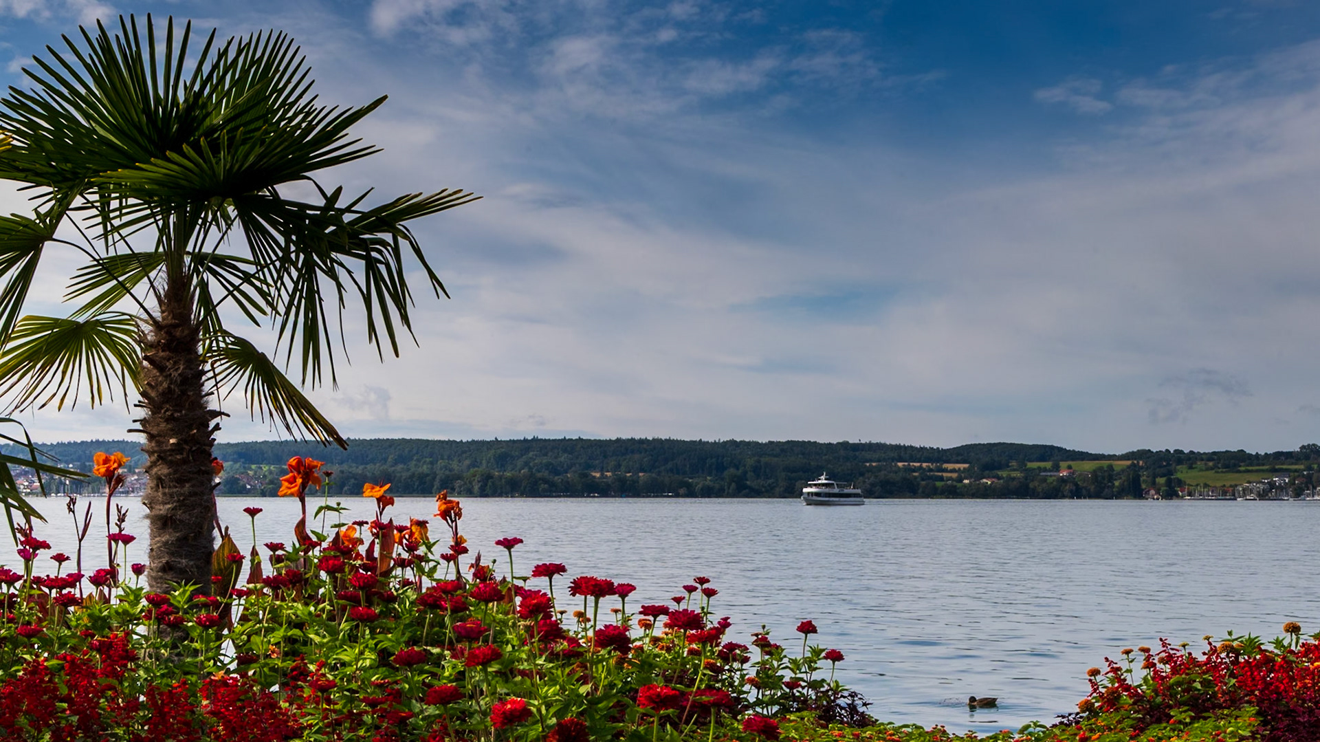 Überlinger See, Bodensee, Blumen, Palme, Schiff