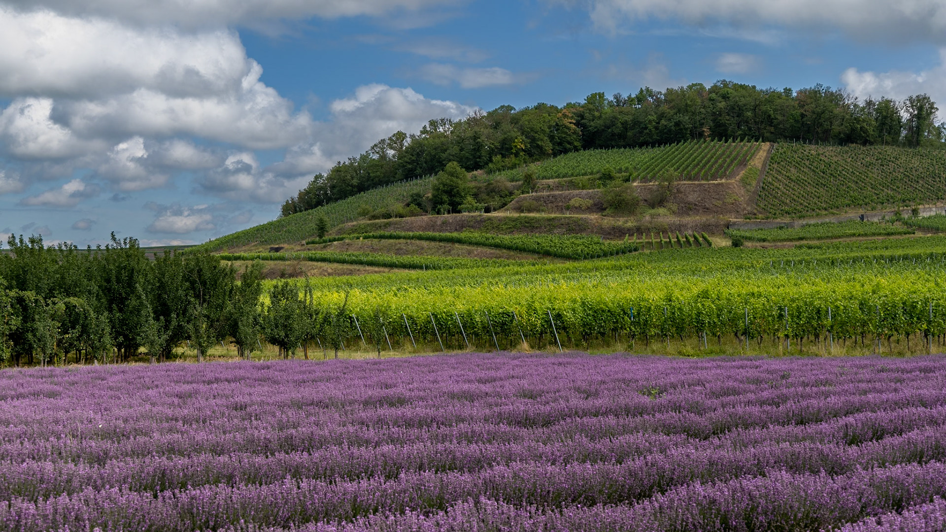 Lavendelfeld am Kaiserstuhl